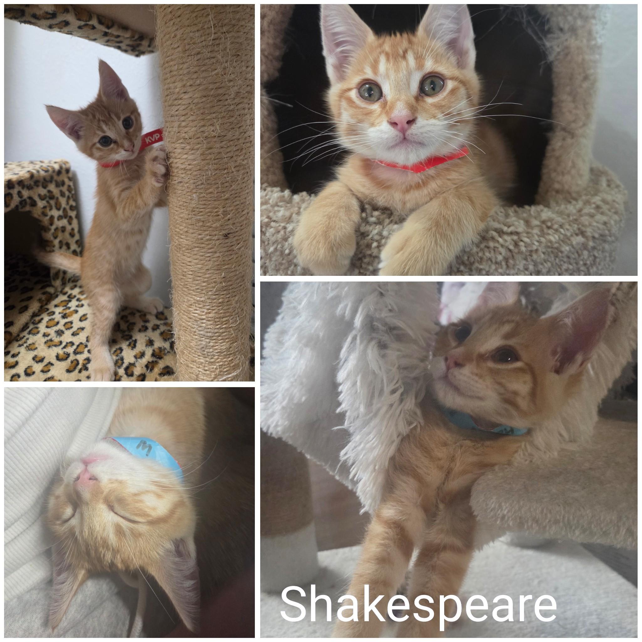 Enlarge Shakespeare, a Adoptable Domestic Short Hair in Newberg, OR image 1/1