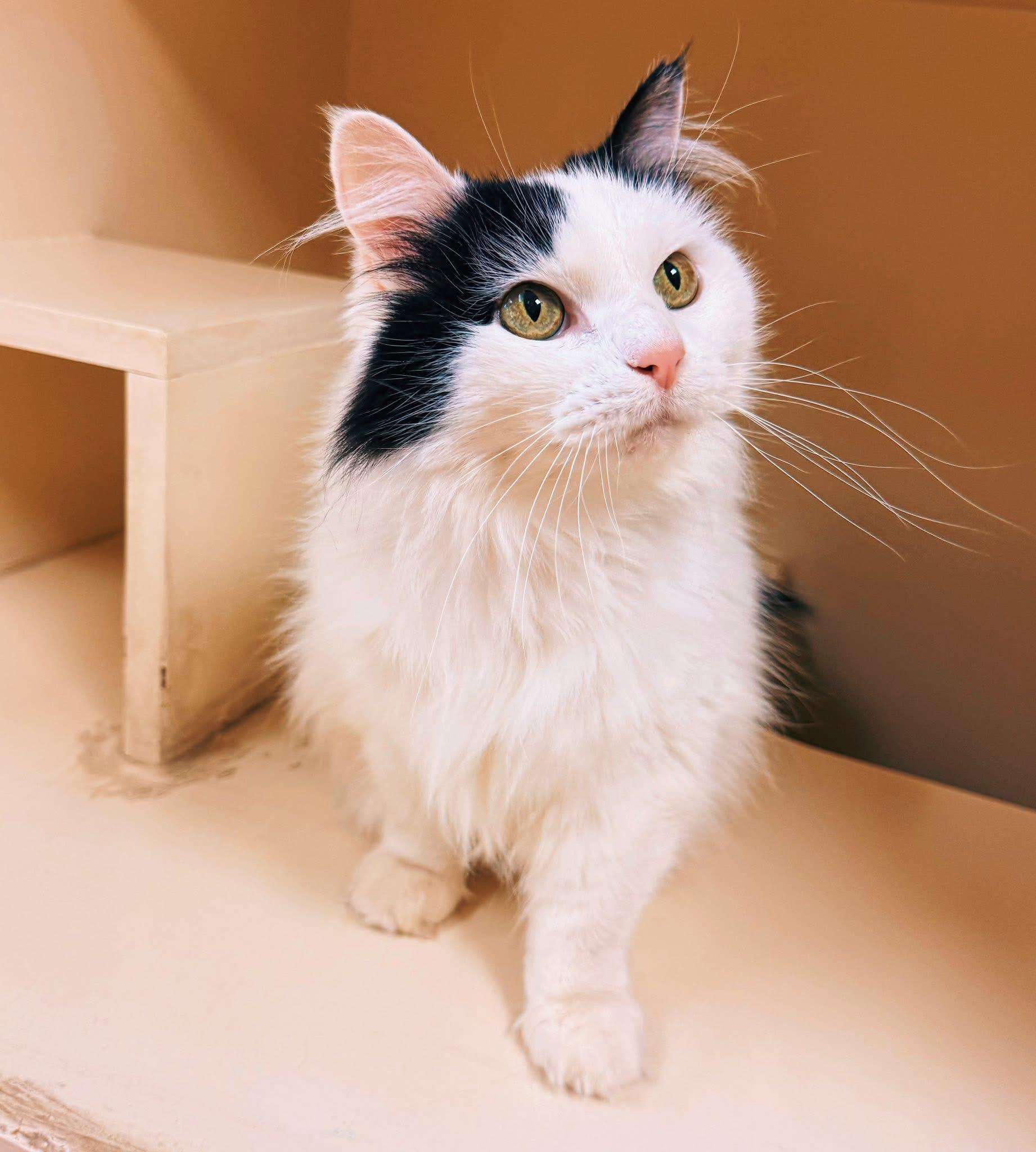 Enlarge Frankie, an adoptable Domestic Long Hair in Hays, KS image 1/6