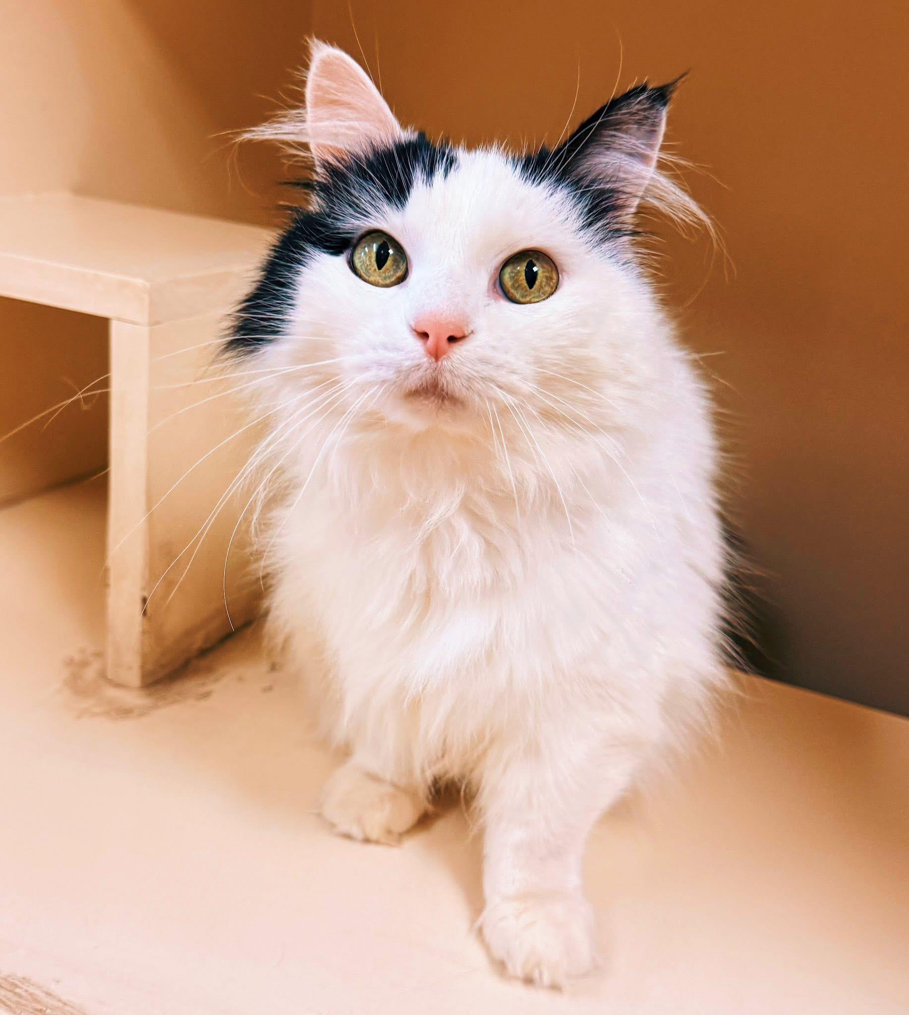 Enlarge Frankie, an adoptable Domestic Long Hair in Hays, KS image 2/6