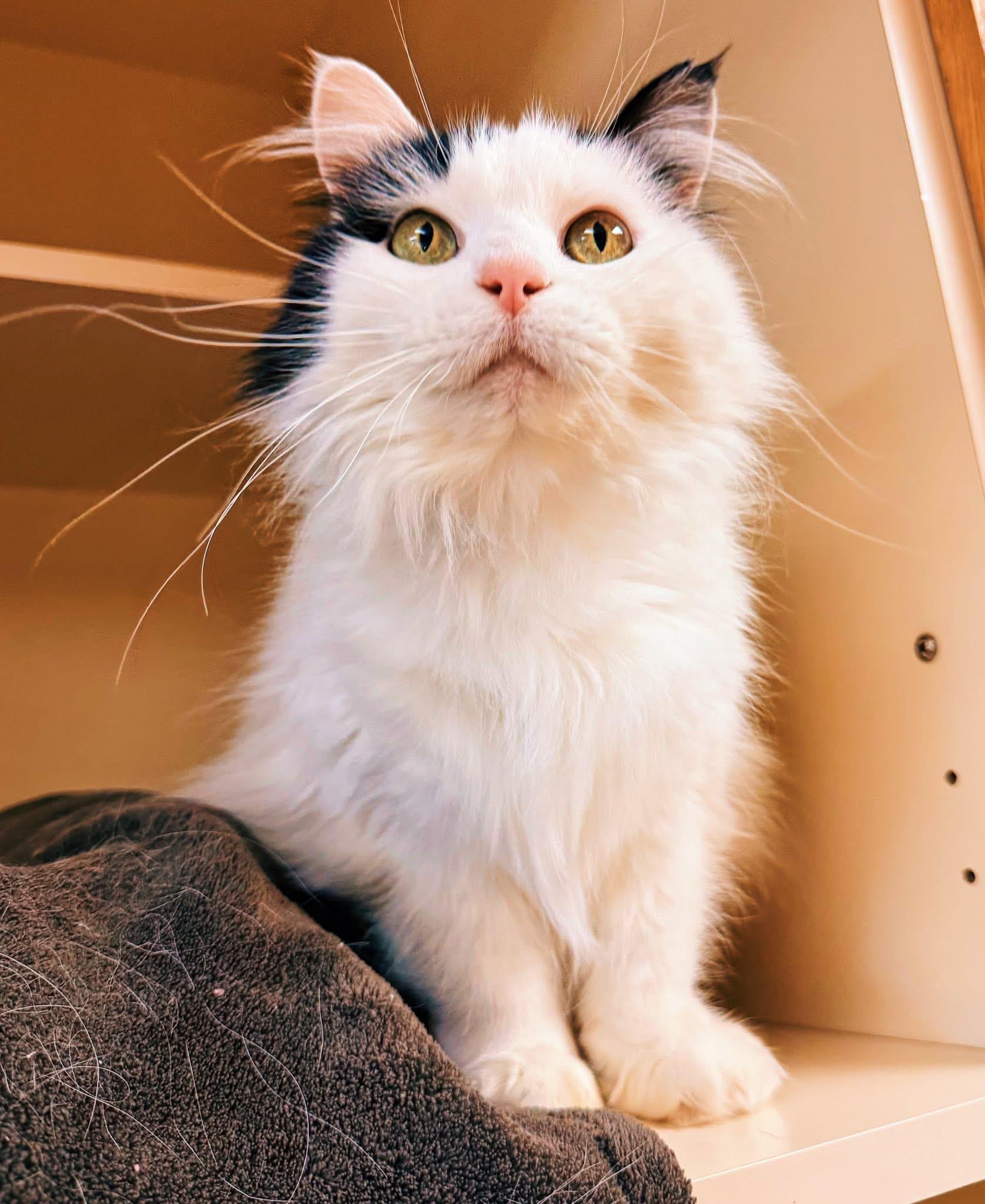 Enlarge Frankie, an adoptable Domestic Long Hair in Hays, KS image 3/6