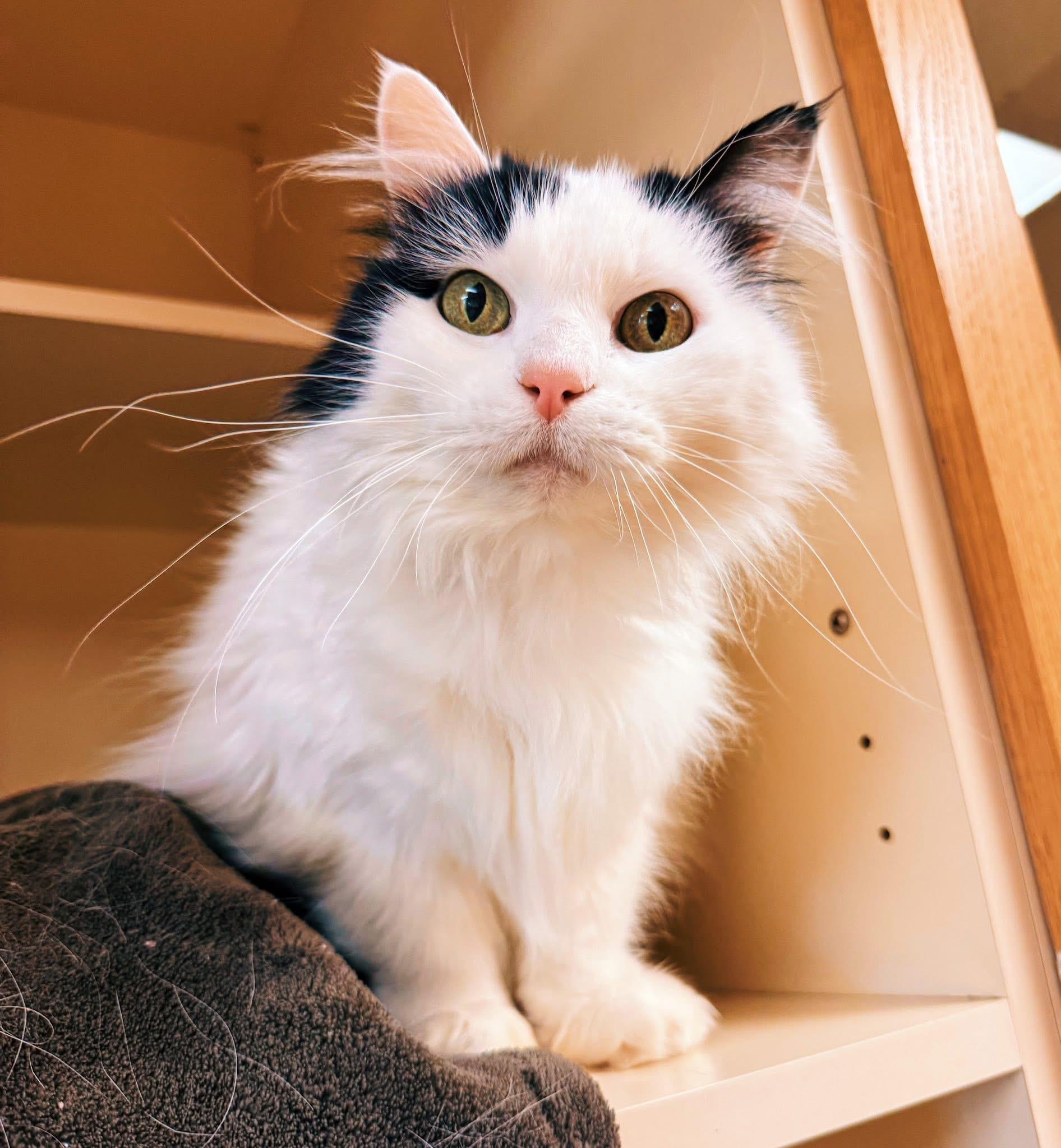 Enlarge Frankie, an adoptable Domestic Long Hair in Hays, KS image 4/6