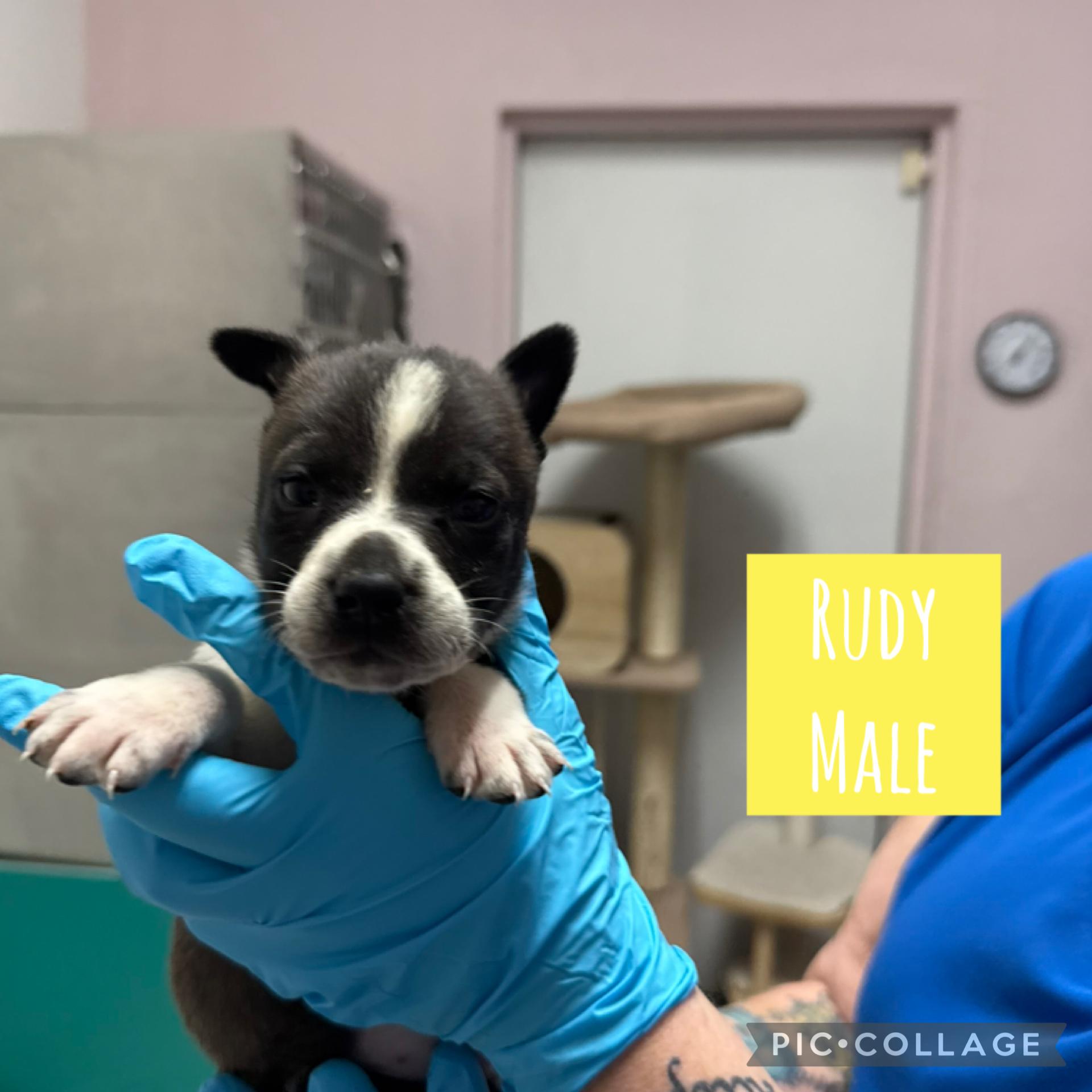 Holiday Puppies (Ready Dec 31!) Male, Adoptable, Puppy Male Mixed Breed.