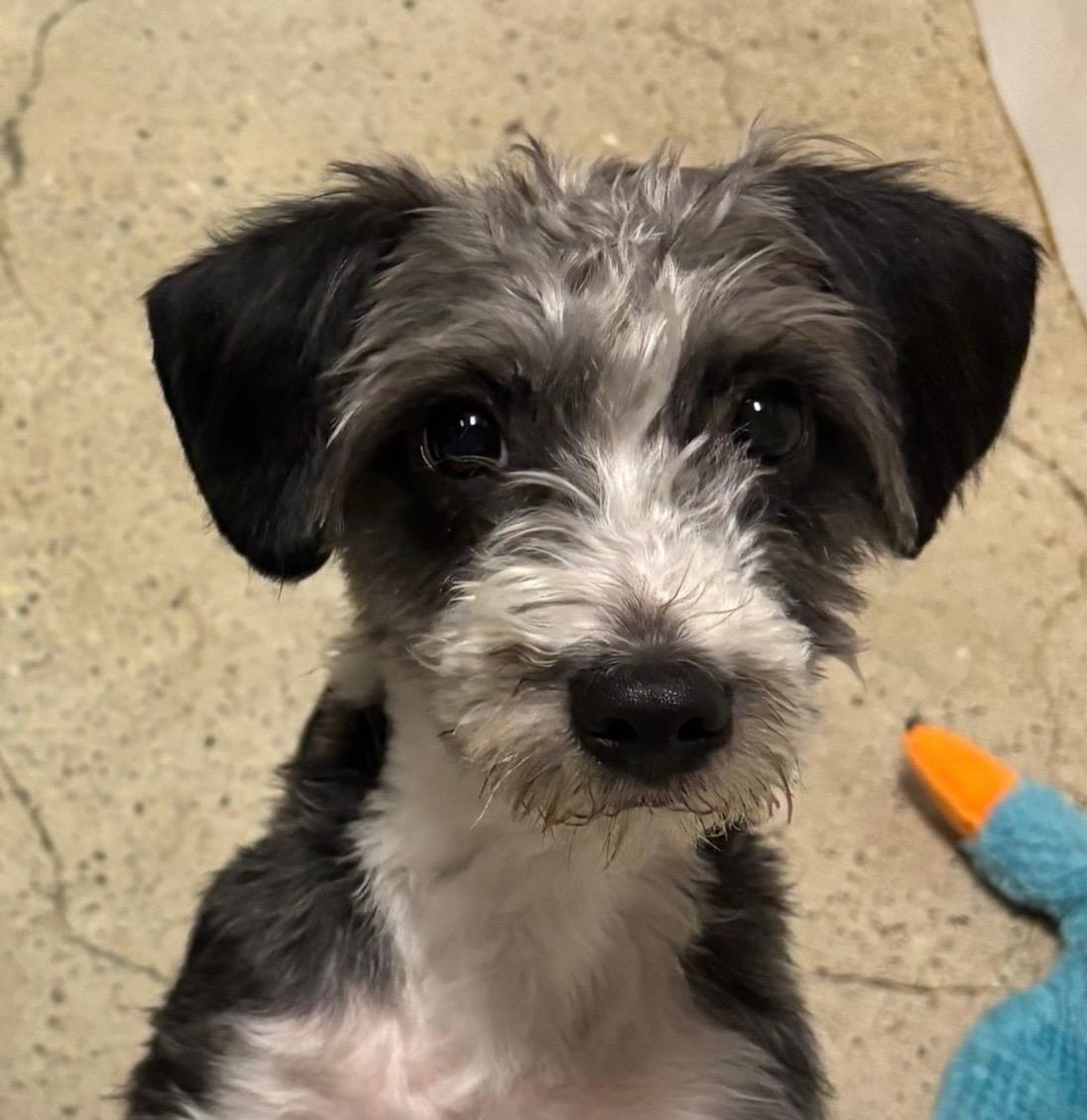 Stash, ADOPTABLE, Puppy Male Miniature Schnauzer.