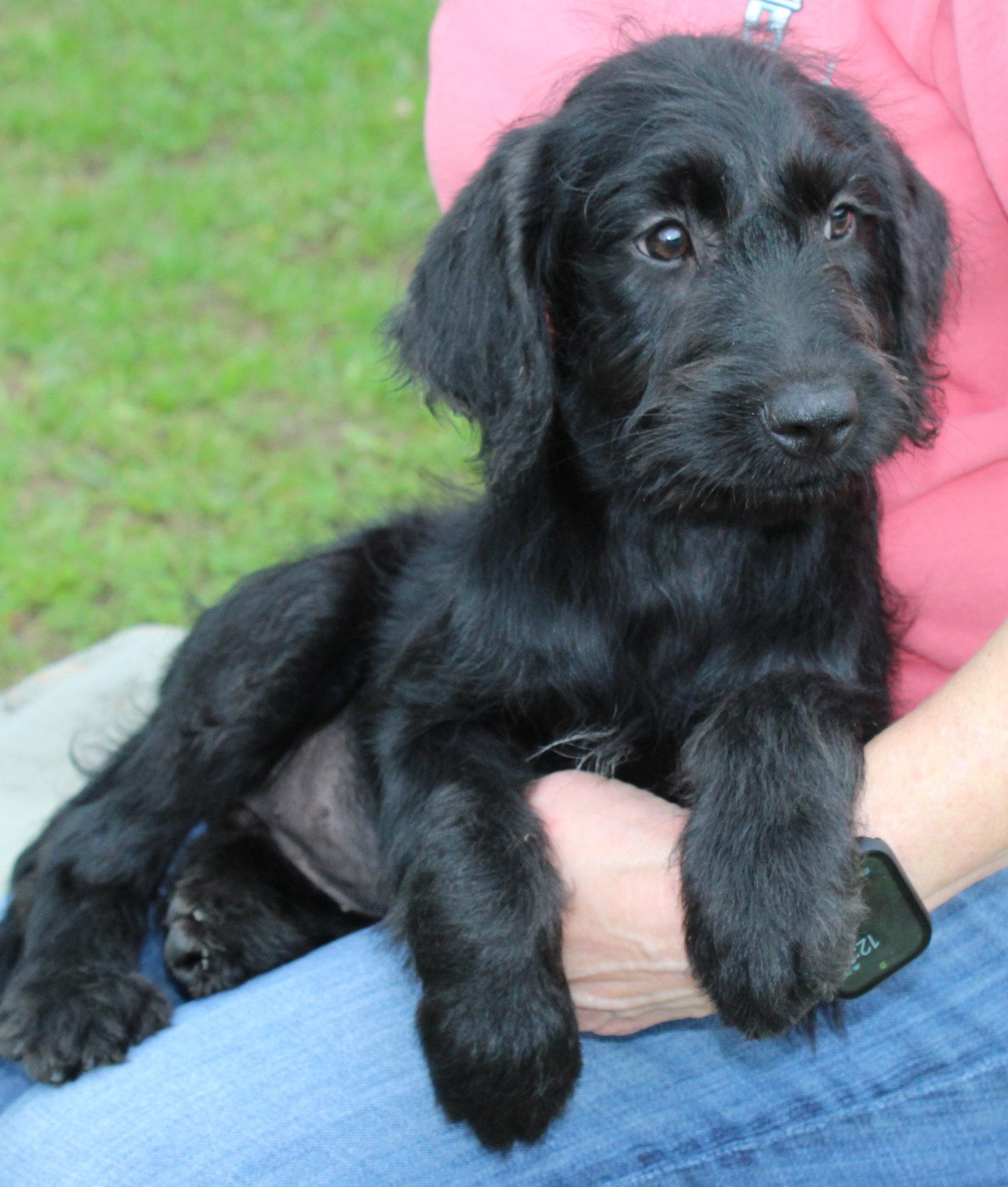 Lila 43558, a Adopted mixed breed in Prattville, AL image 1/3