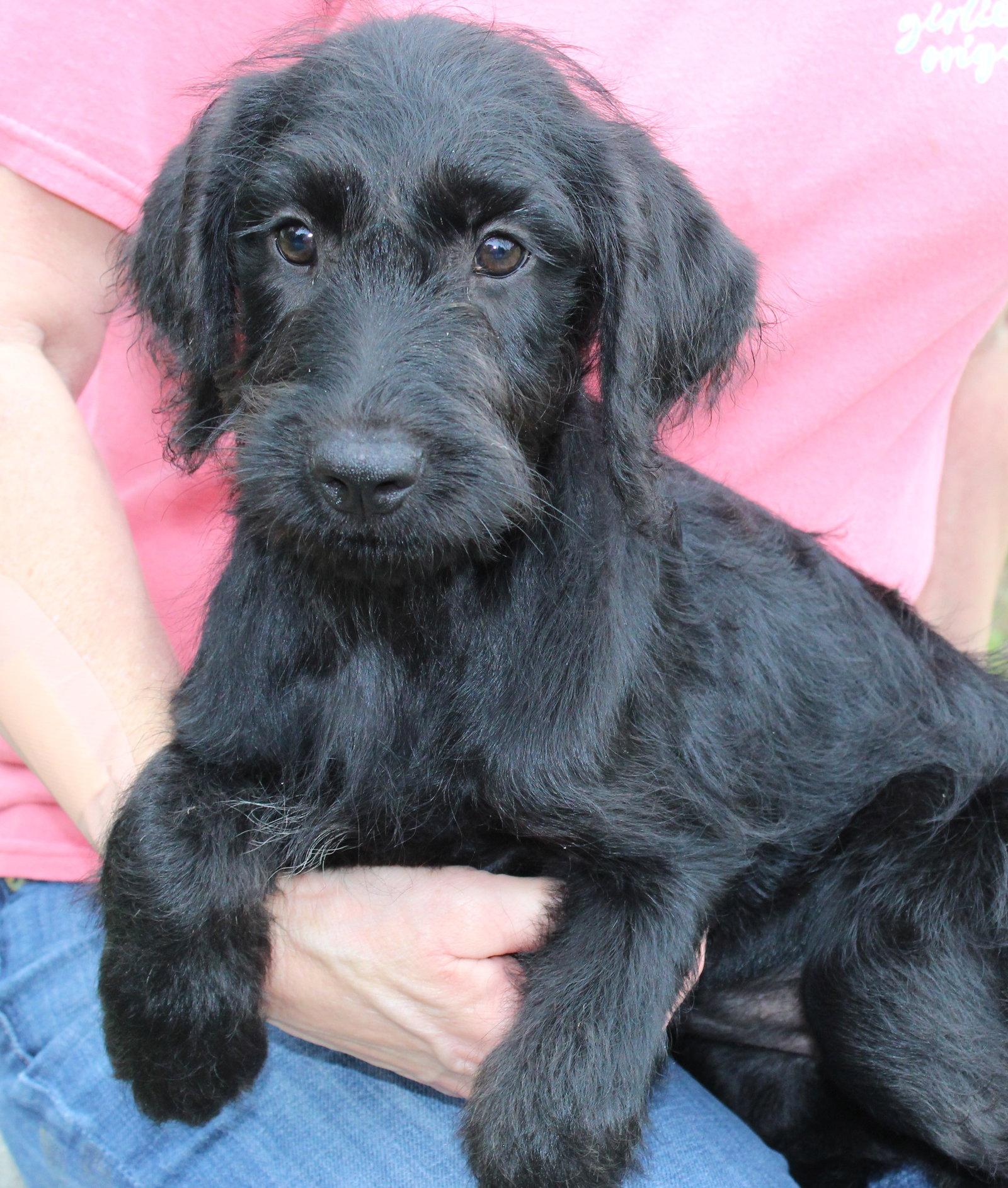 Lila 43558, a Adopted mixed breed in Prattville, AL image 2/3