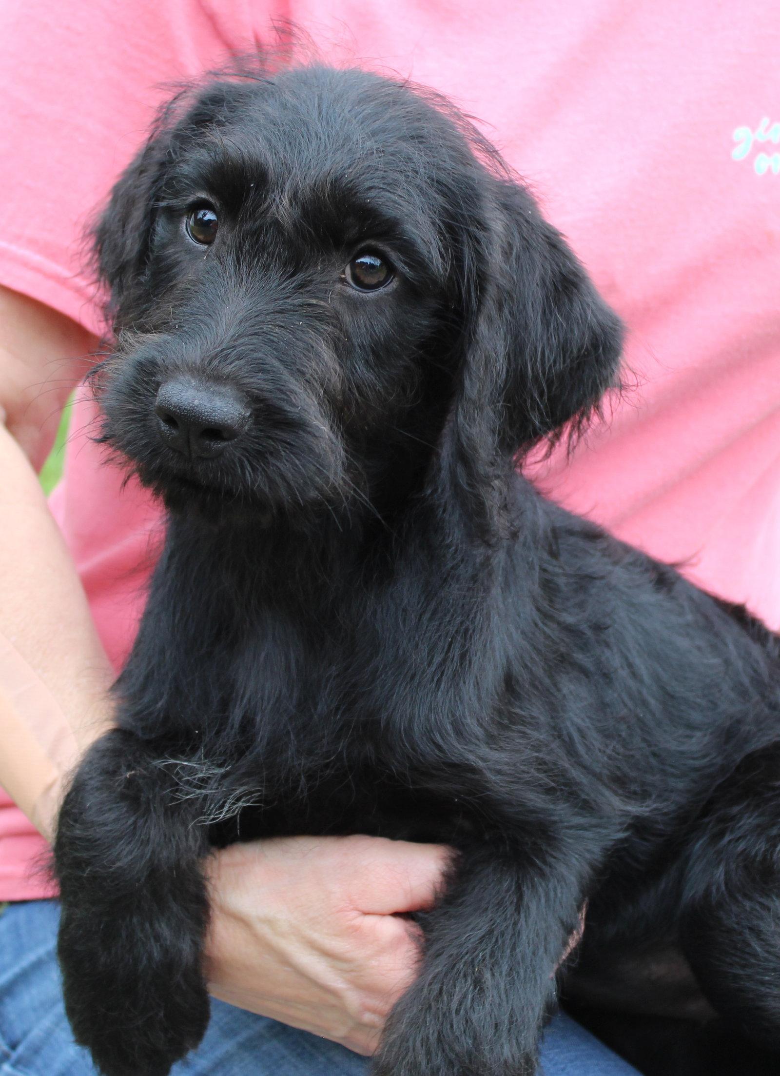 Lila 43558, a Adopted mixed breed in Prattville, AL image 3/3