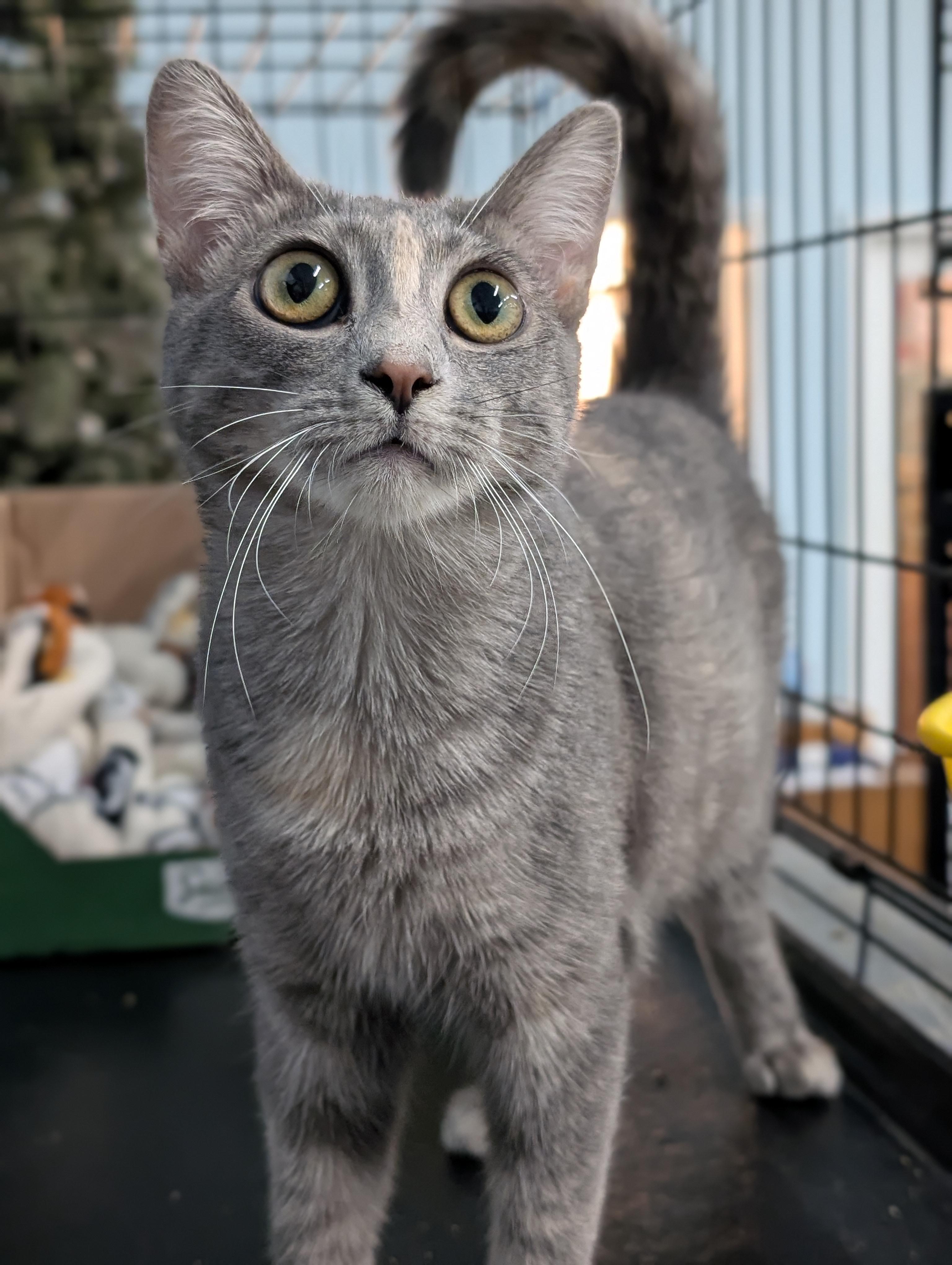 Enlarge Emily, a Adoptable Domestic Short Hair in Tilton, IL image 2/6