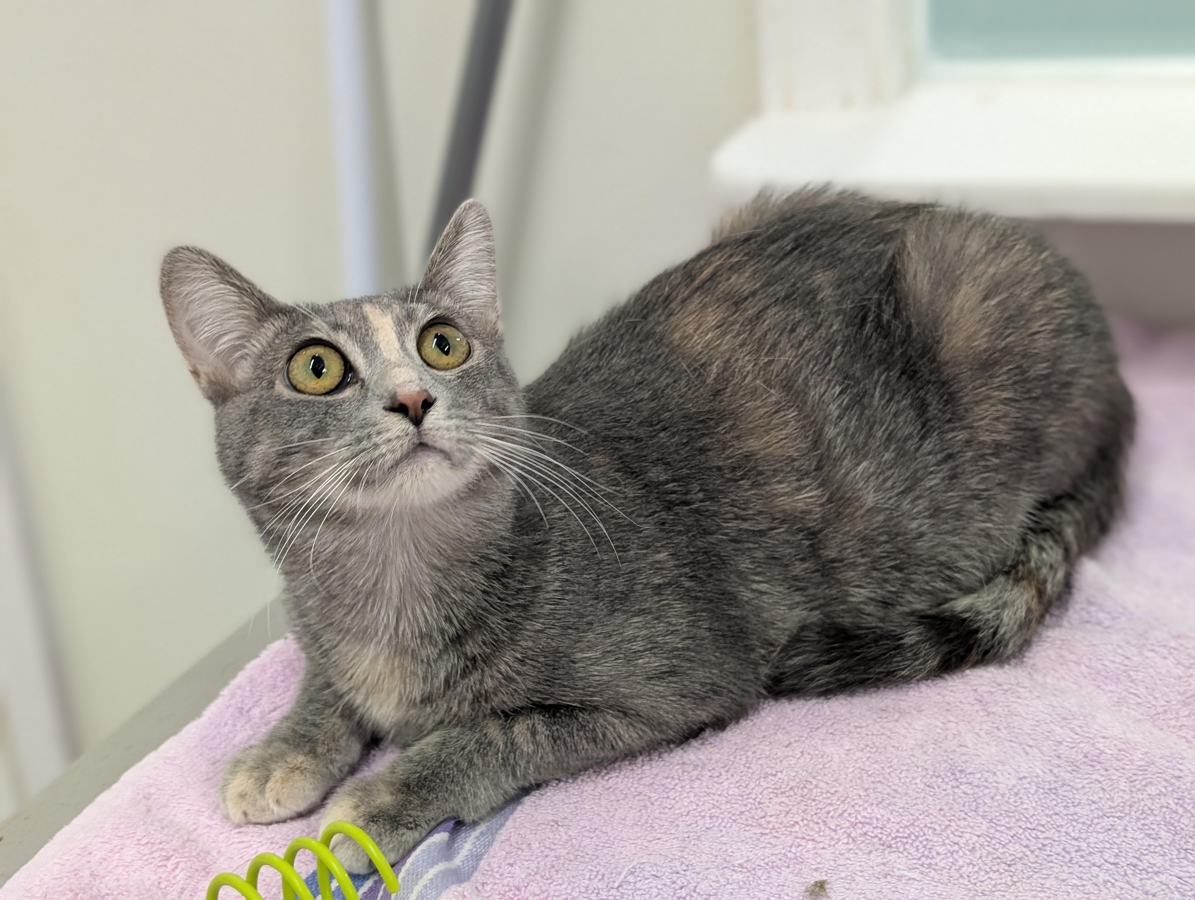 Enlarge Emily, a Adoptable Domestic Short Hair in Tilton, IL image 2/6