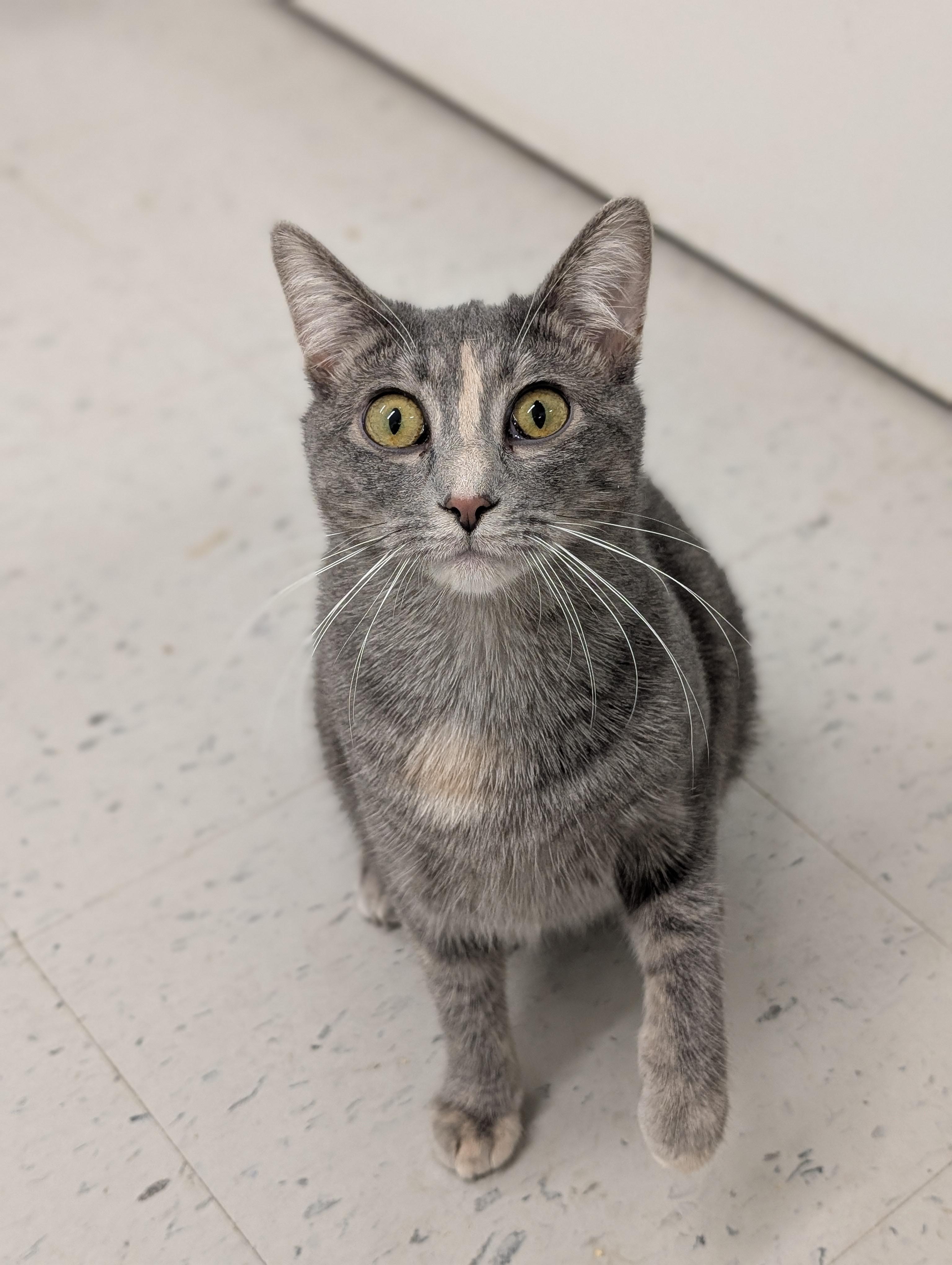 Emily, Adoptable, Young Female Domestic Short Hair.