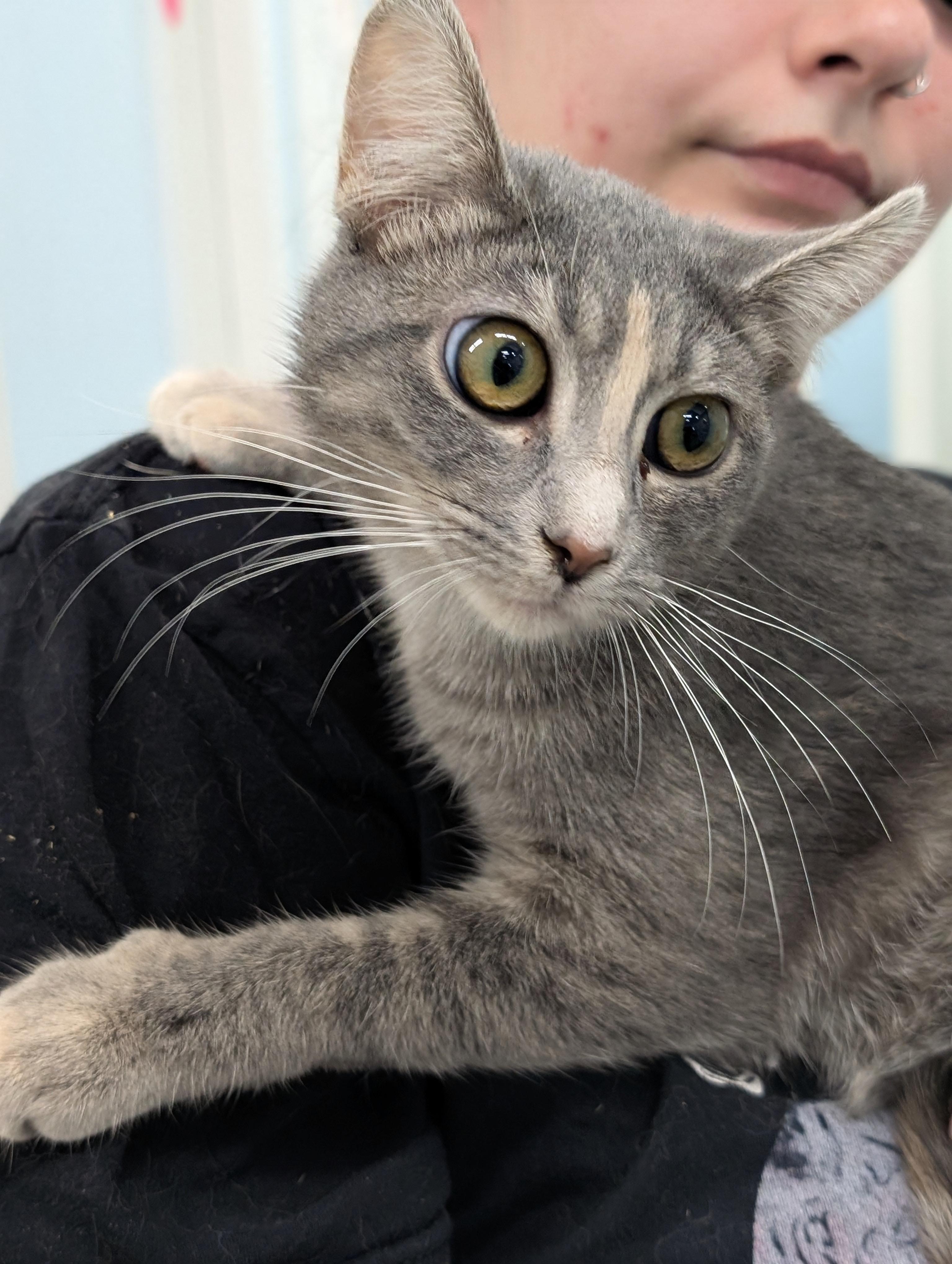 Enlarge Emily, a Adoptable Domestic Short Hair in Tilton, IL image 4/6