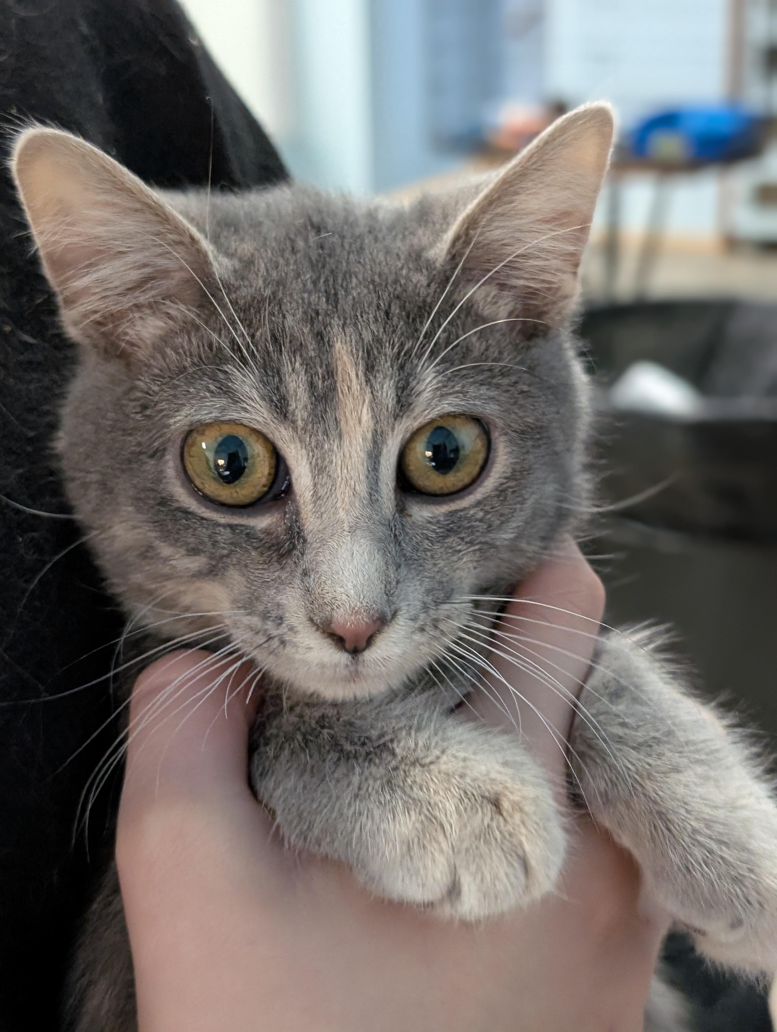 Enlarge Emily, a Adoptable Domestic Short Hair in Tilton, IL image 5/6