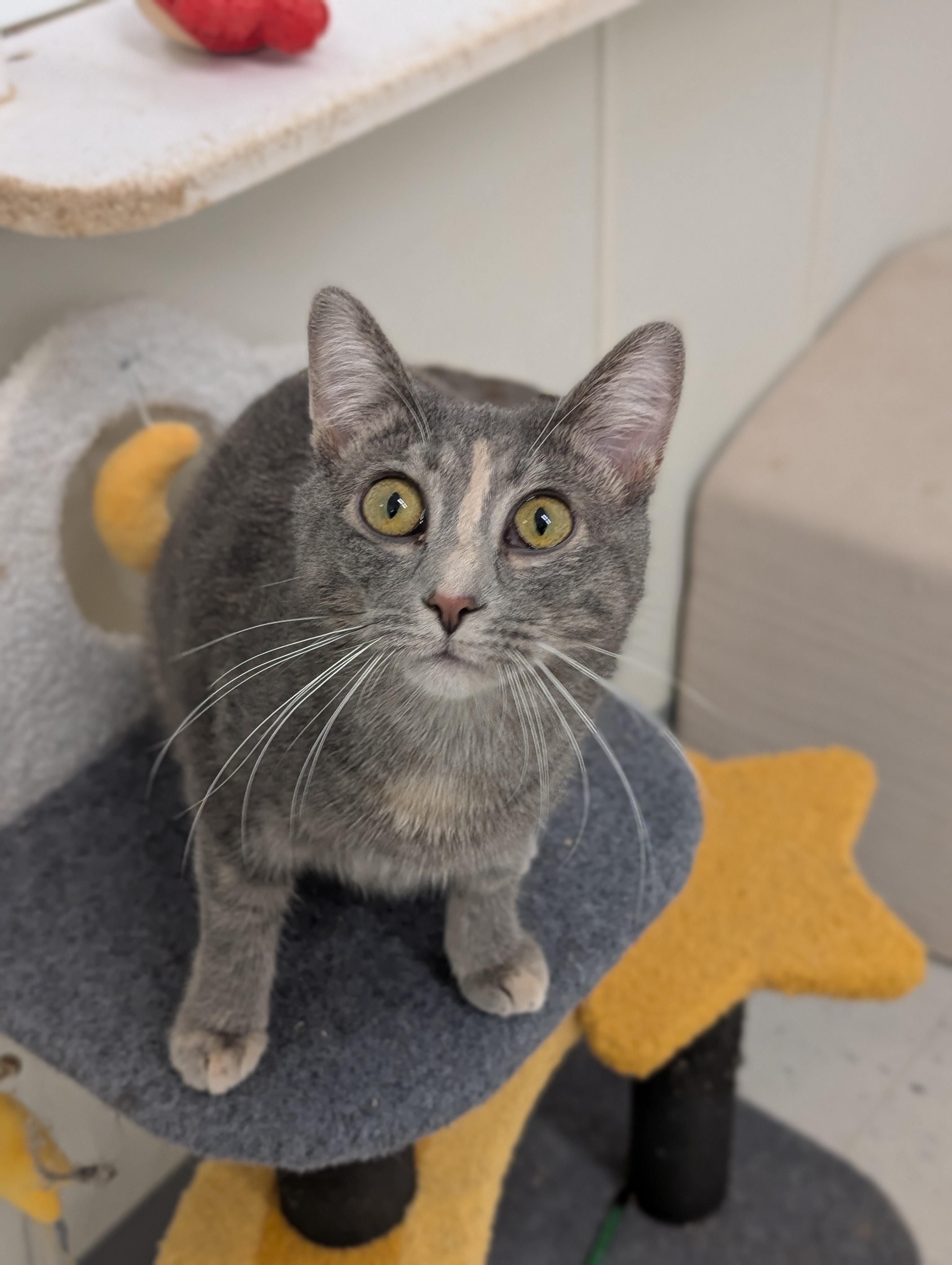 Enlarge Emily, a Adoptable Domestic Short Hair in Tilton, IL image 5/6