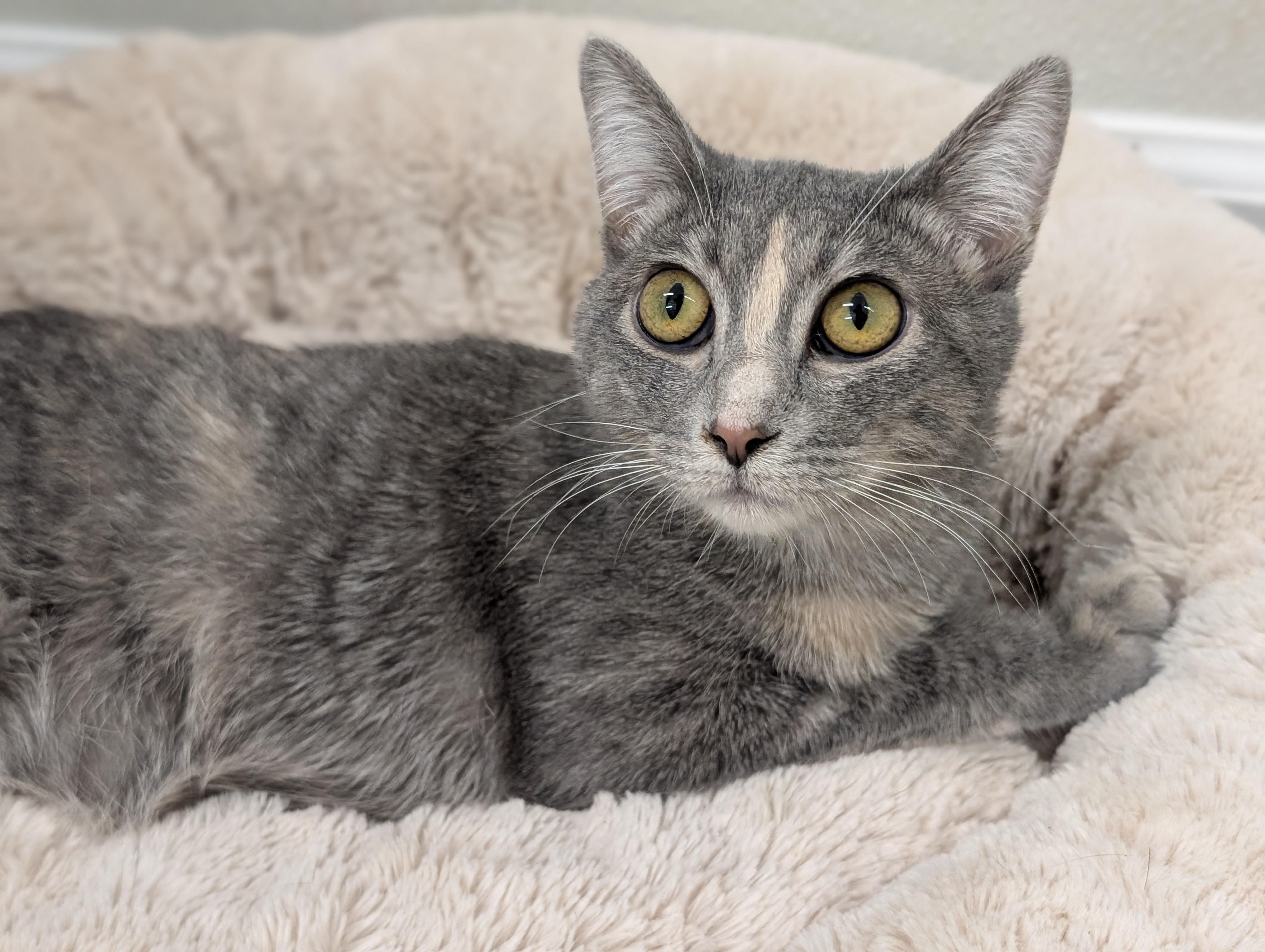 Emily, Adoptable, Young Female Domestic Short Hair.