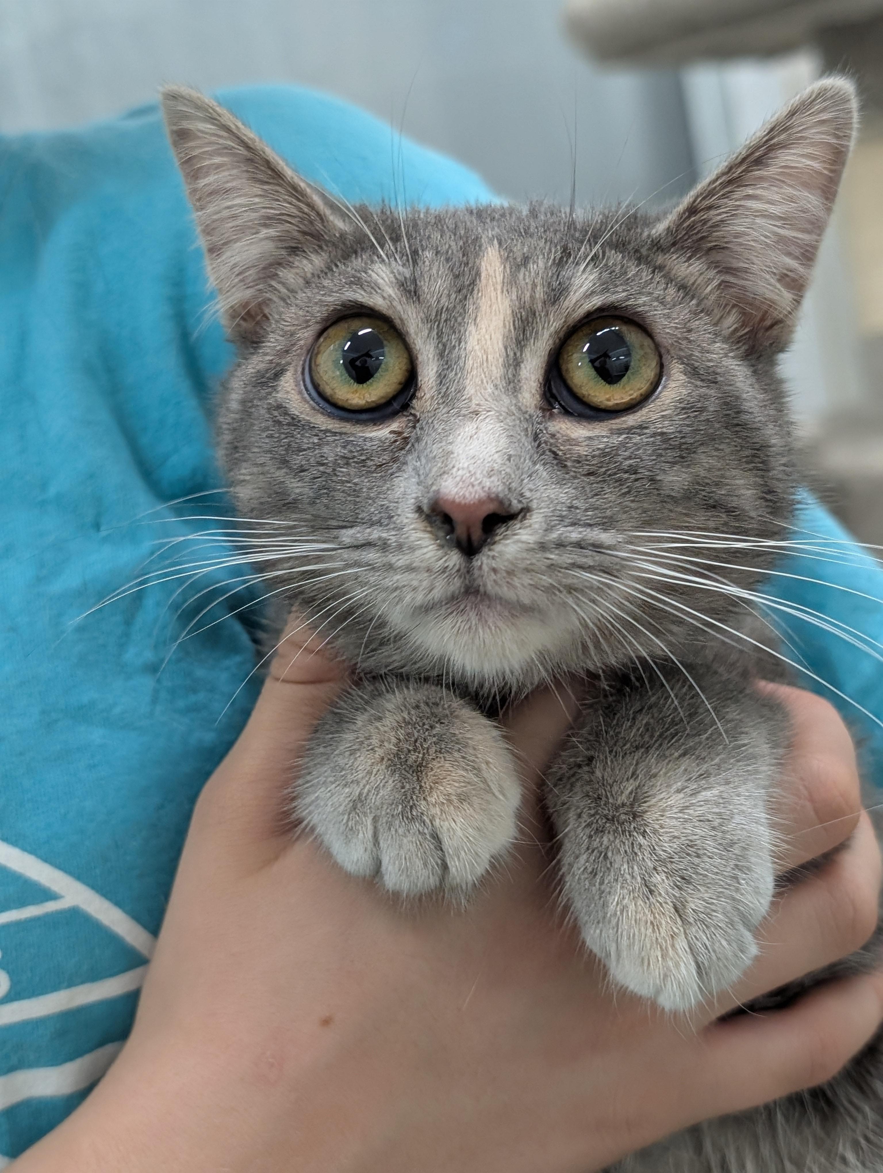 Enlarge Emily, a Adoptable Domestic Short Hair in Tilton, IL image 3/6