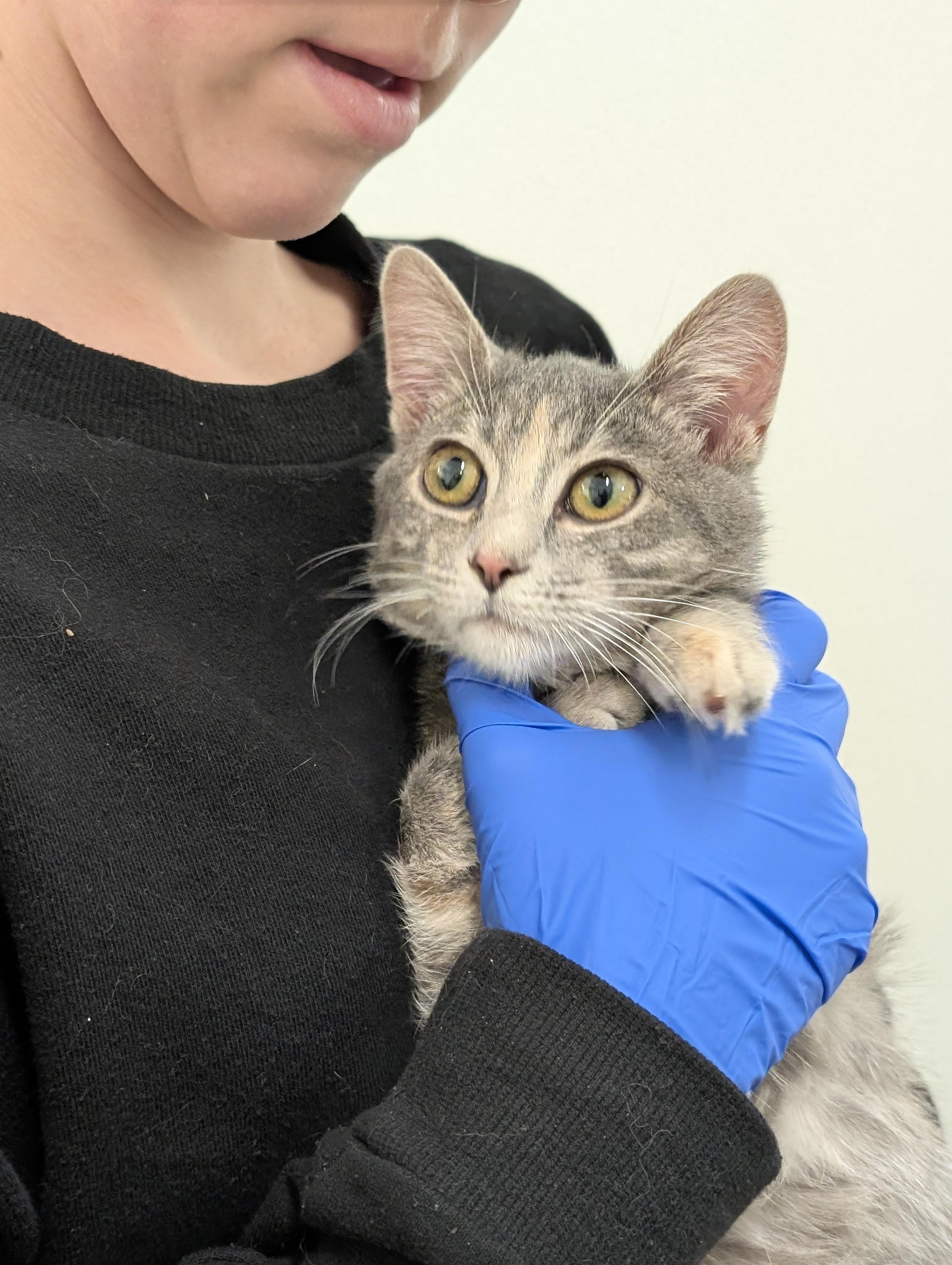 Enlarge Emily, a Adoptable Domestic Short Hair in Tilton, IL image 6/6