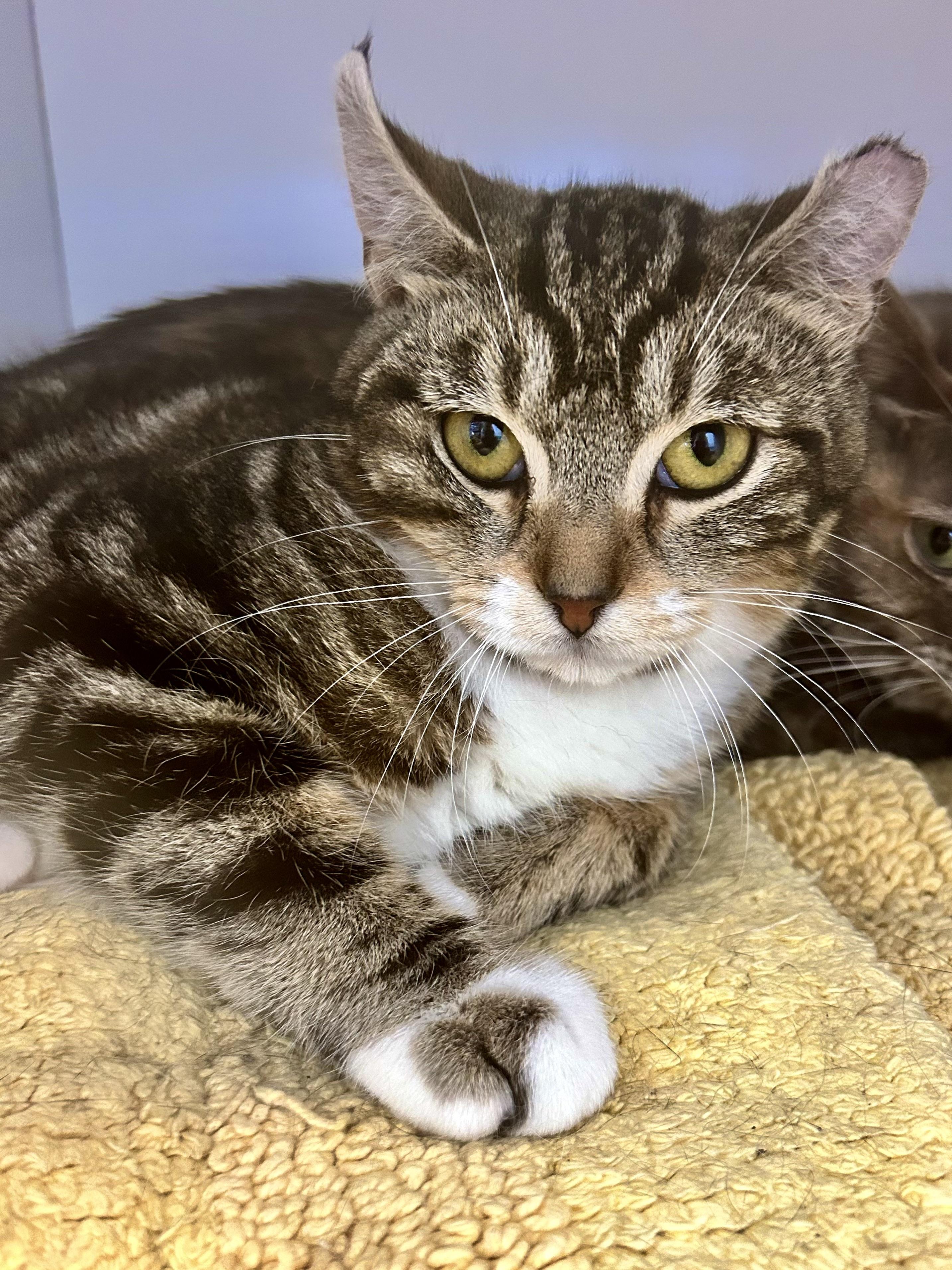 Enlarge Jethro, a ADOPTABLE Tabby in Grand Rapids, MI image 4/6