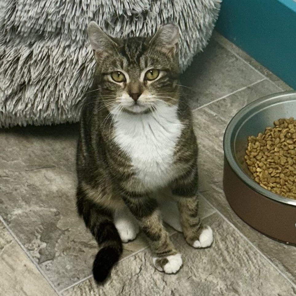 Jethro, ADOPTABLE, Kitten Male Tabby.