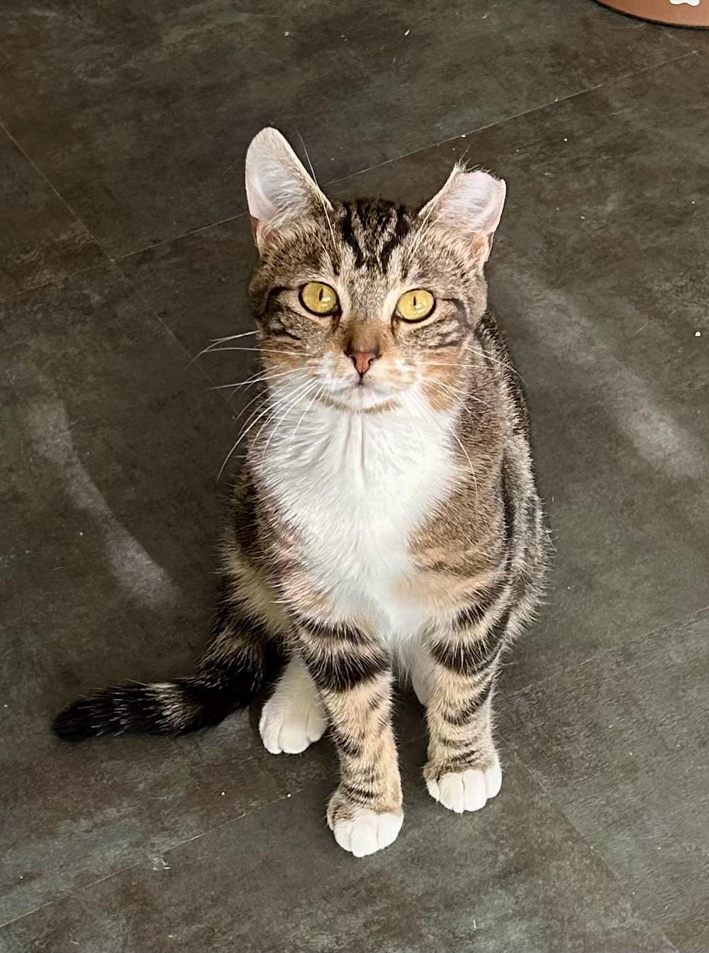 Enlarge Jethro, a ADOPTABLE Tabby in Grand Rapids, MI image 1/6