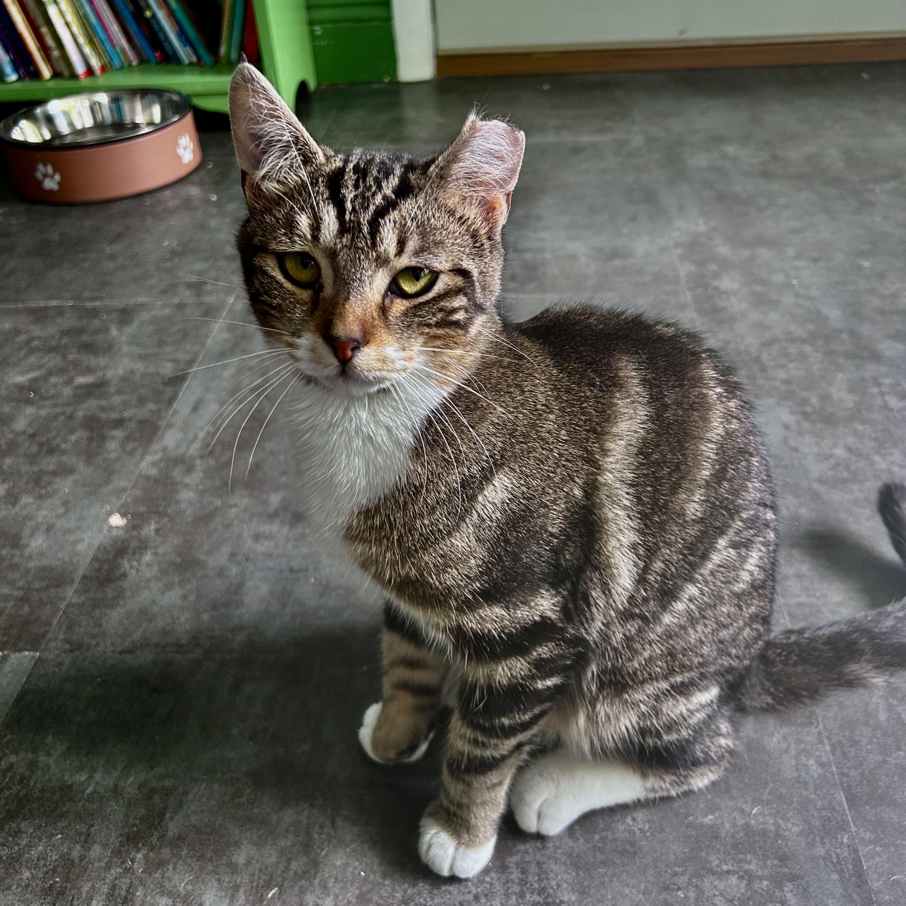 Enlarge Jethro, a ADOPTABLE Tabby in Grand Rapids, MI image 6/6