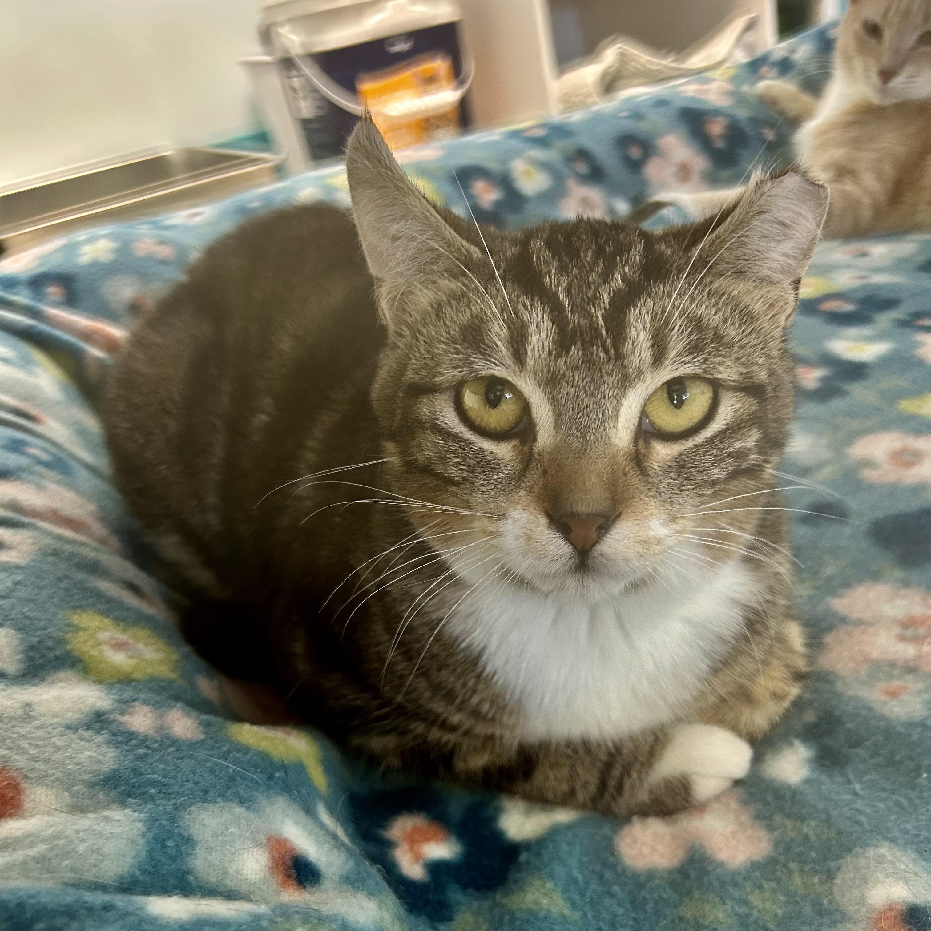 Enlarge Jethro, a ADOPTABLE Tabby in Grand Rapids, MI image 2/6