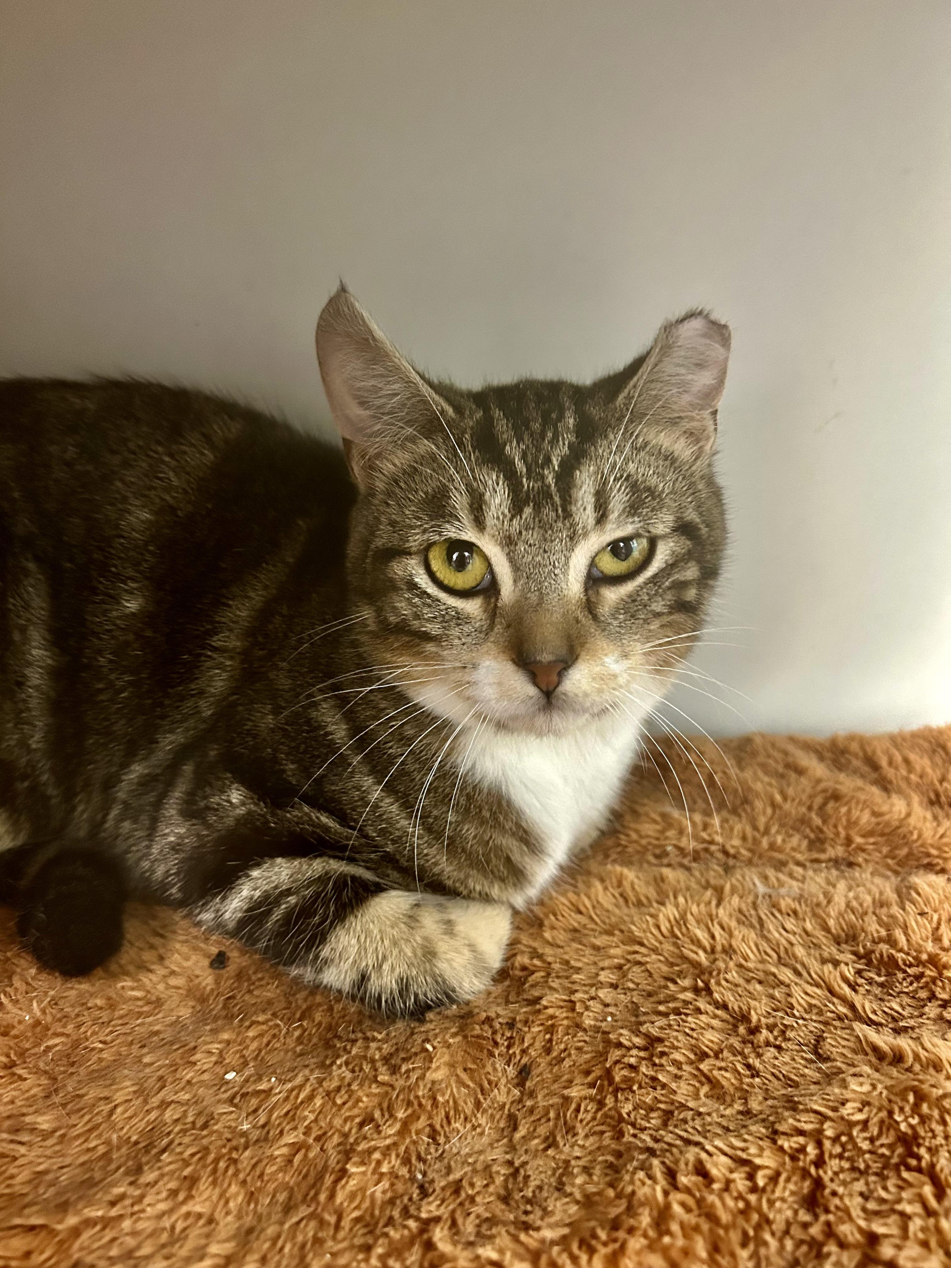 Enlarge Jethro, a ADOPTABLE Tabby in Grand Rapids, MI image 6/6