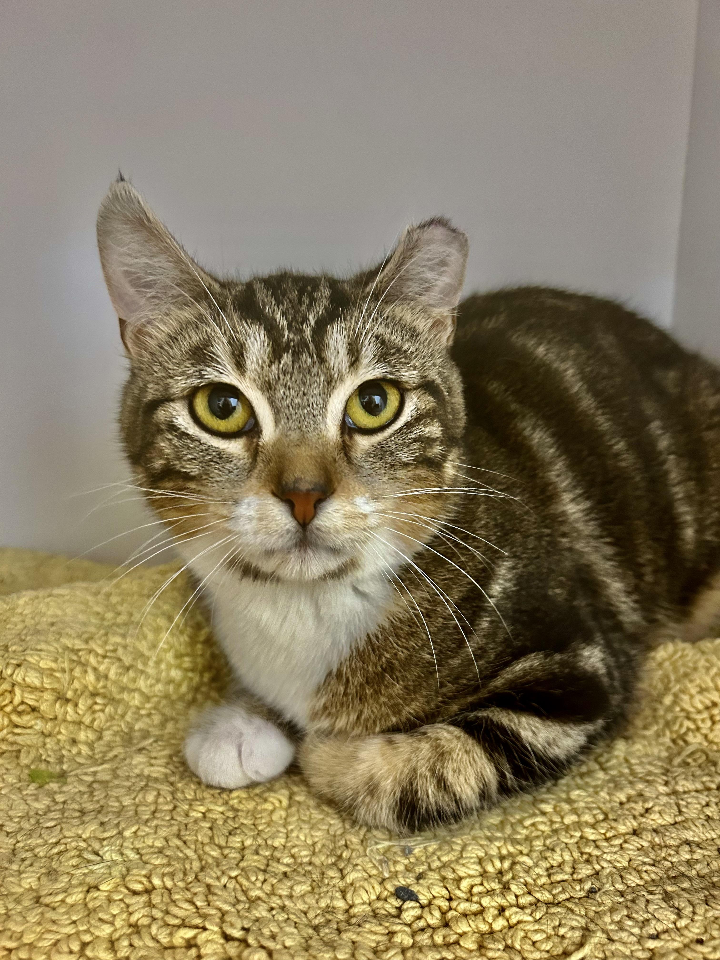 Enlarge Jethro, a ADOPTABLE Tabby in Grand Rapids, MI image 3/6