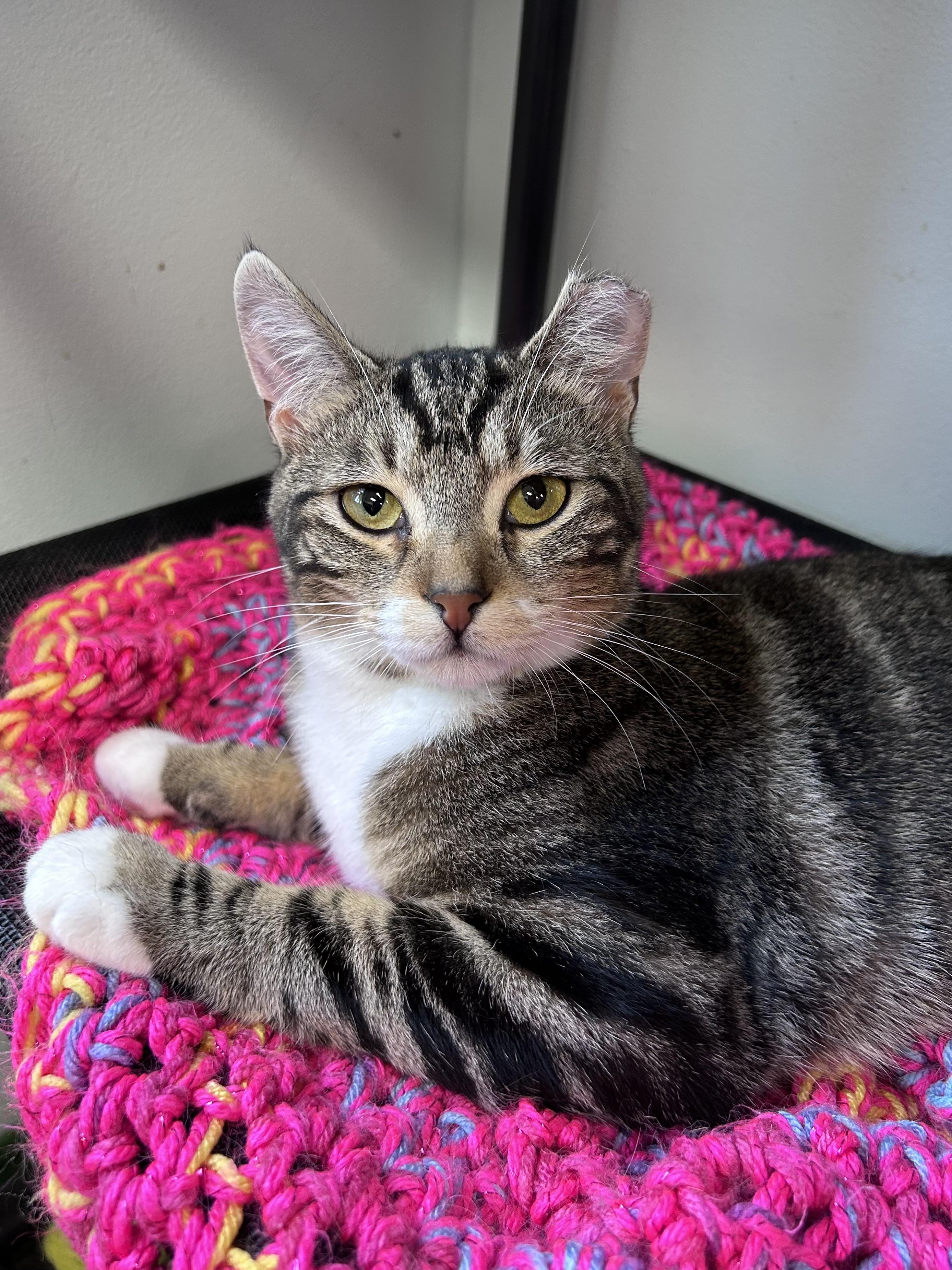 Enlarge Jethro, a ADOPTABLE Tabby in Grand Rapids, MI image 1/6