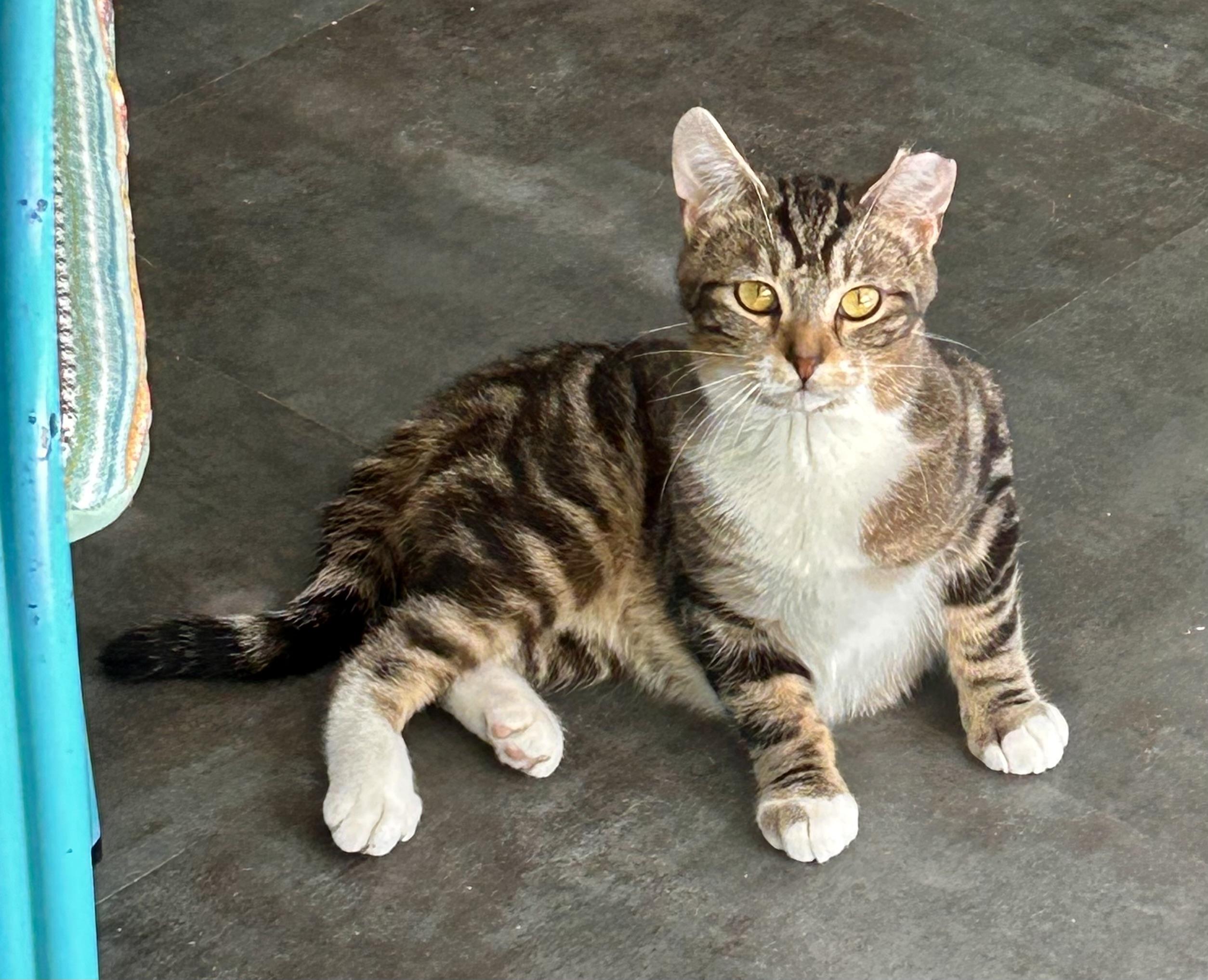 Enlarge Jethro, a ADOPTABLE Tabby in Grand Rapids, MI image 5/6