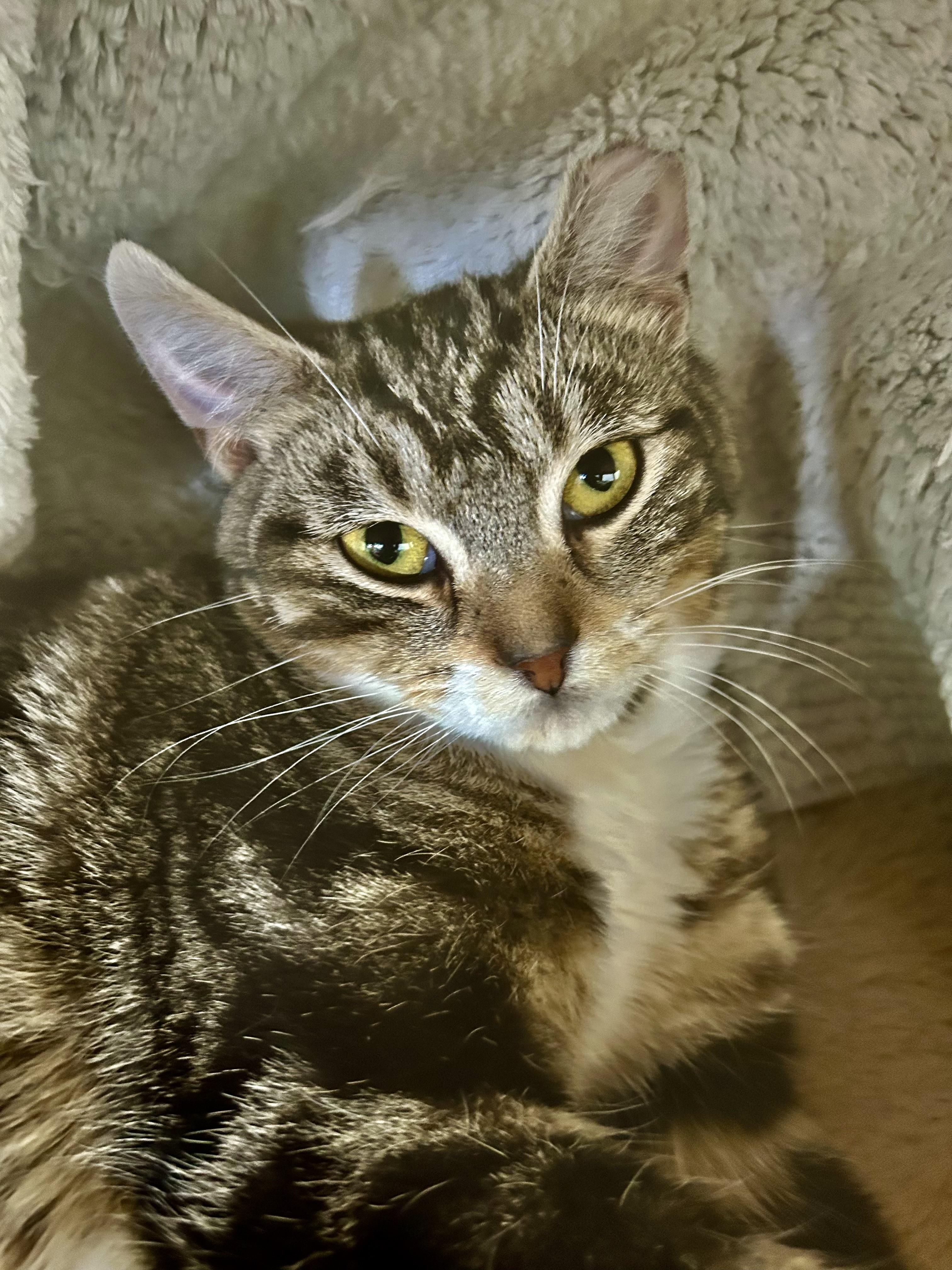 Enlarge Jethro, a ADOPTABLE Tabby in Grand Rapids, MI image 5/6