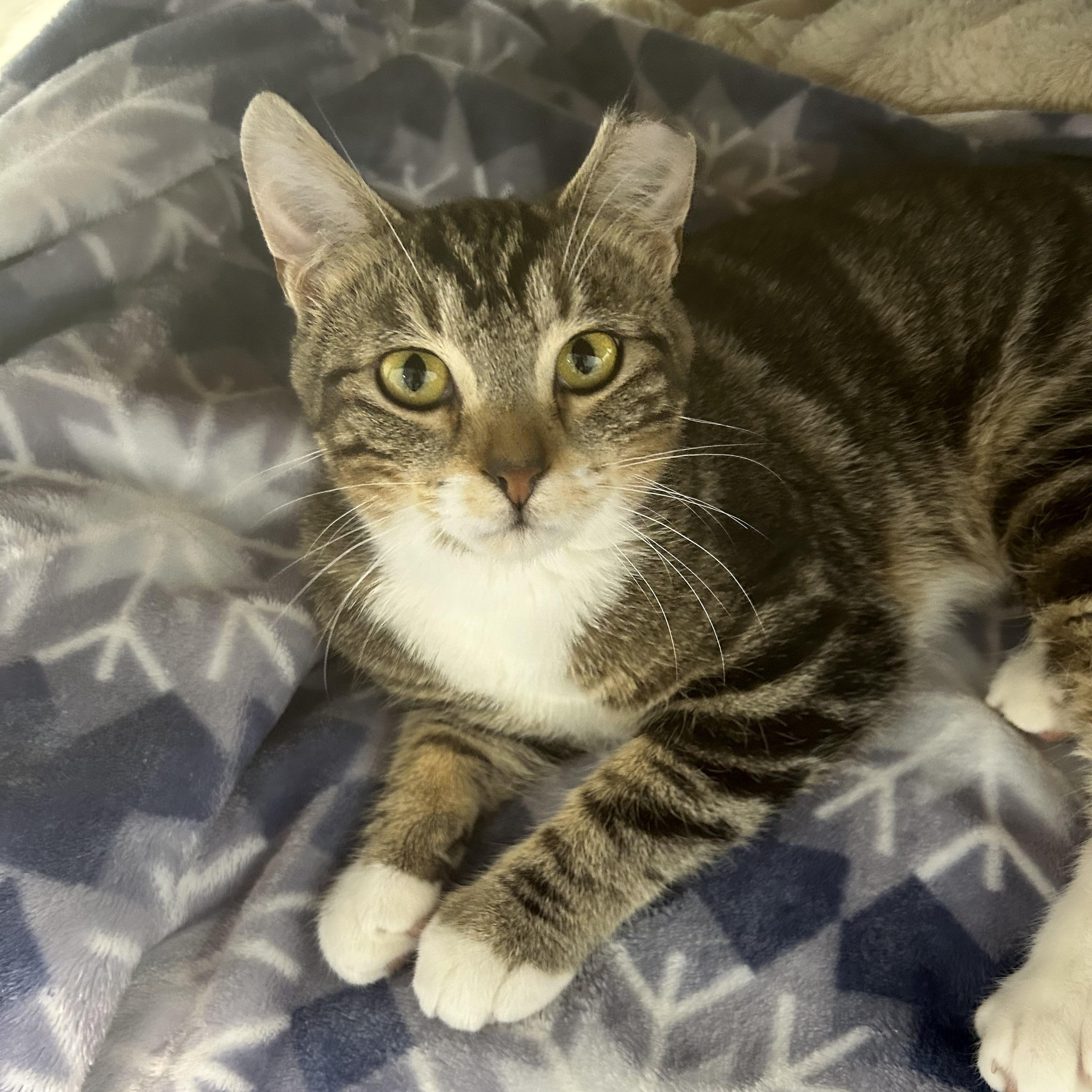 Enlarge Jethro, a ADOPTABLE Tabby in Grand Rapids, MI image 2/6