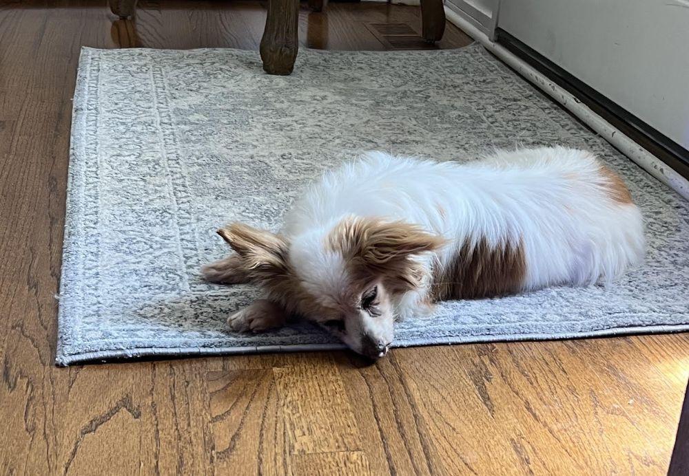 Enlarge Dolly, a Adoptable Papillon in Barrington, IL image 4/5