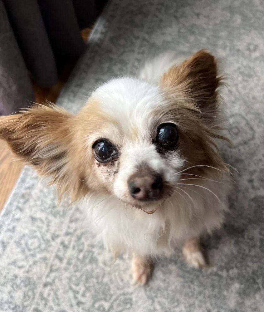 Enlarge Dolly, a Adoptable Papillon in Barrington, IL image 2/5
