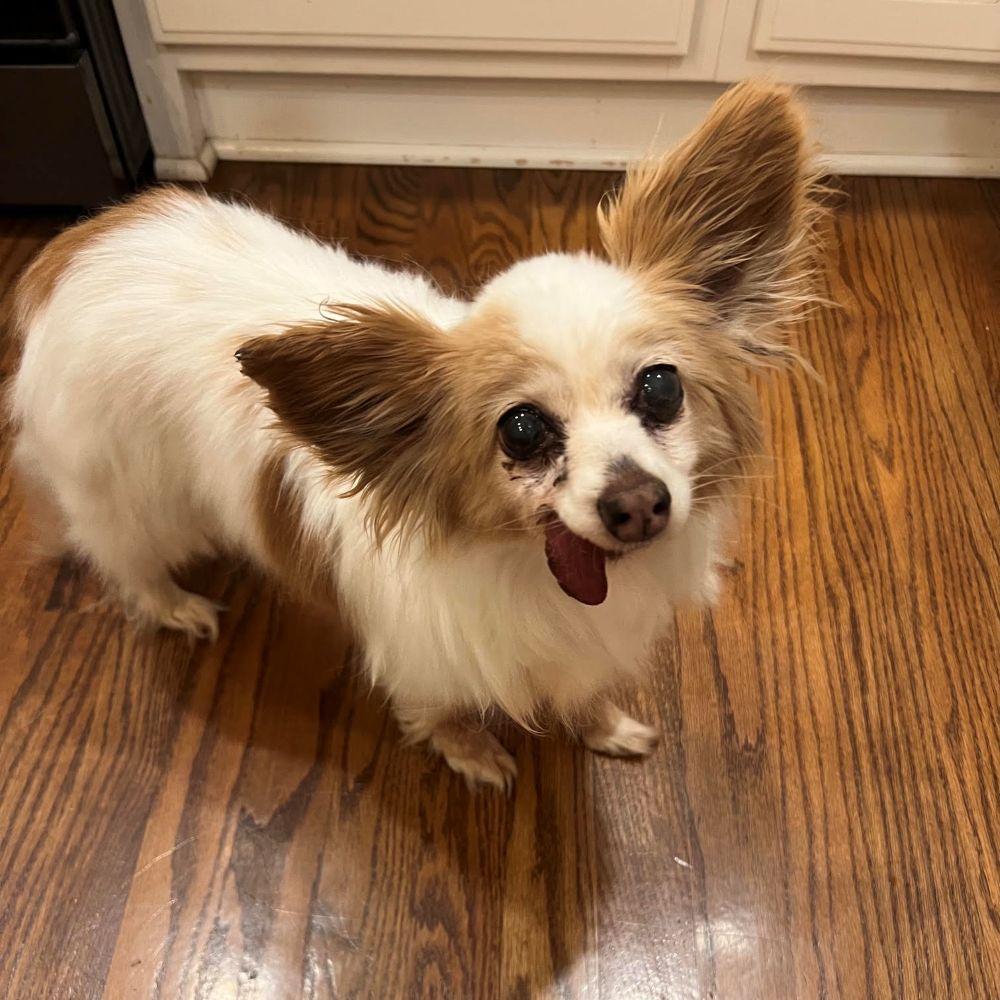Dolly, Adoptable, Senior Female Papillon.