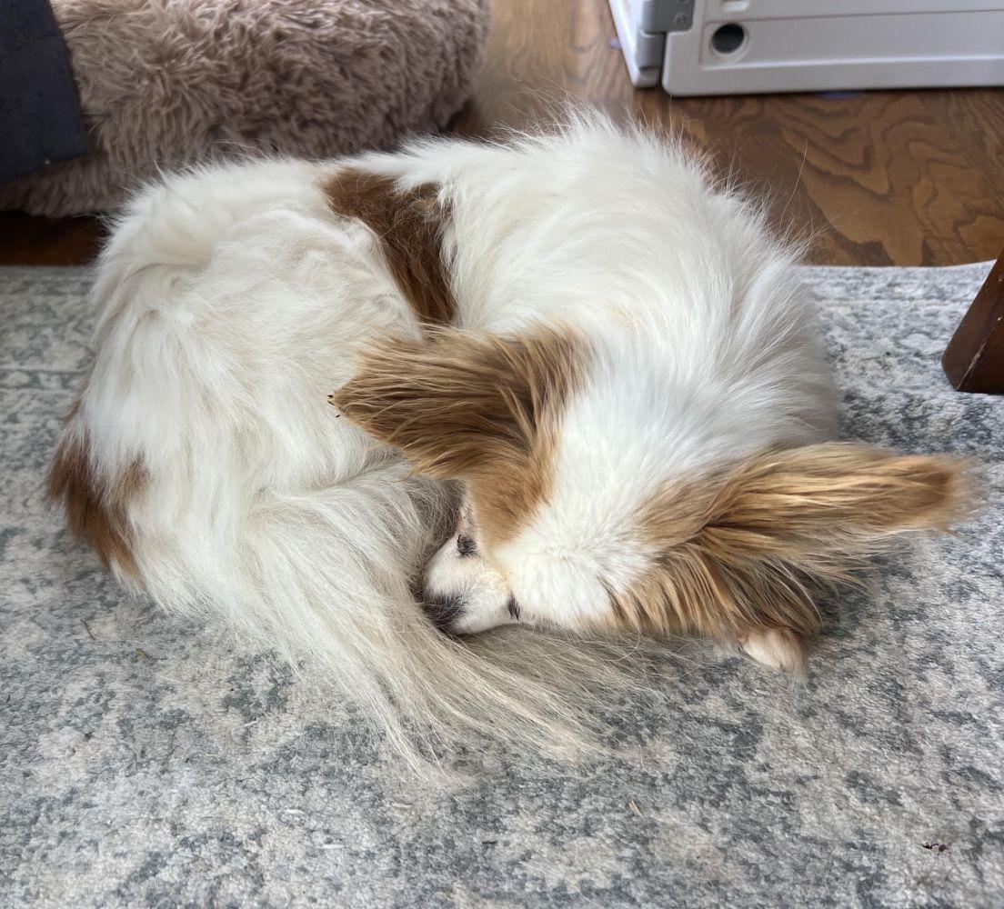 Enlarge Dolly, a Adoptable Papillon in Barrington, IL image 3/5