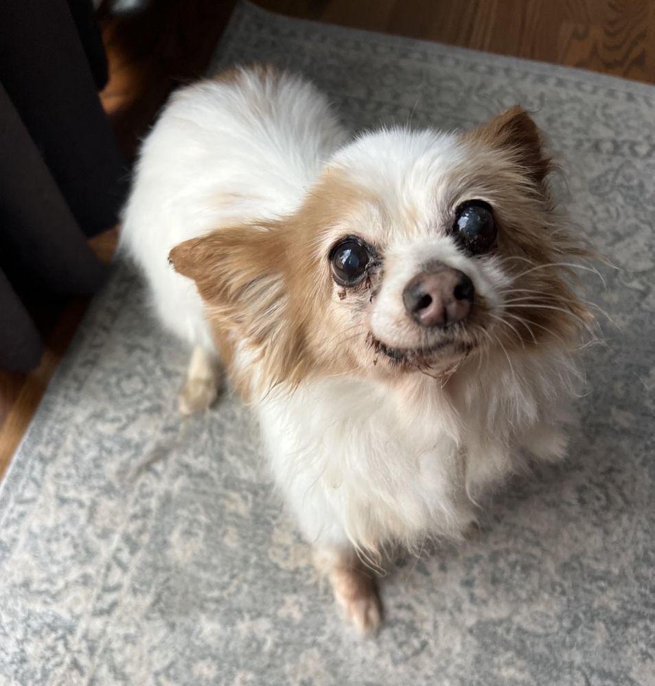 Enlarge Dolly, a Adoptable Papillon in Barrington, IL image 5/5