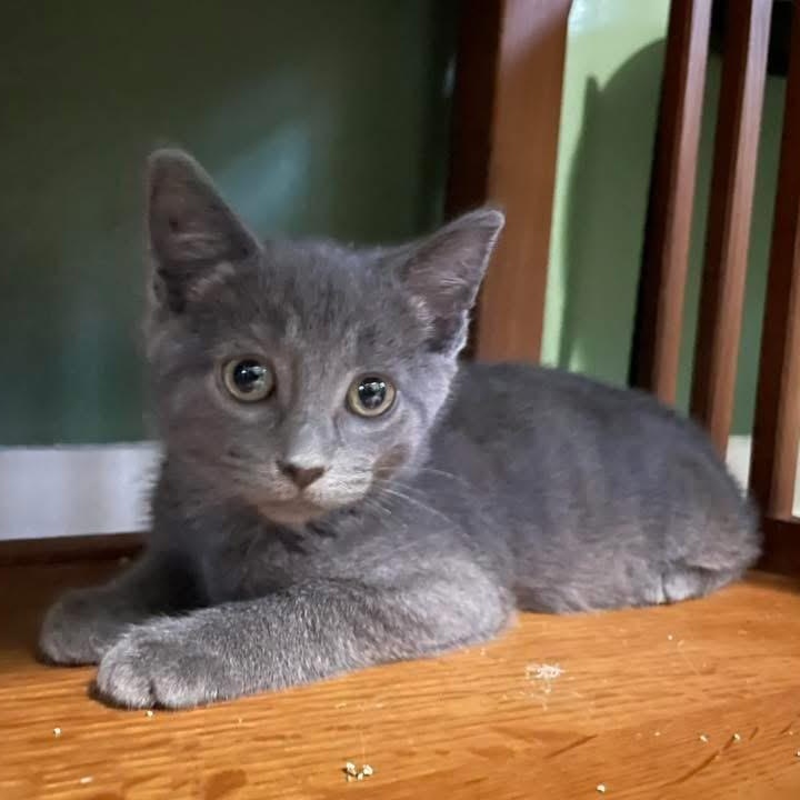 Canadian Girlfriend, Adoptable, Kitten Female Domestic Short Hair & Russian Blue.