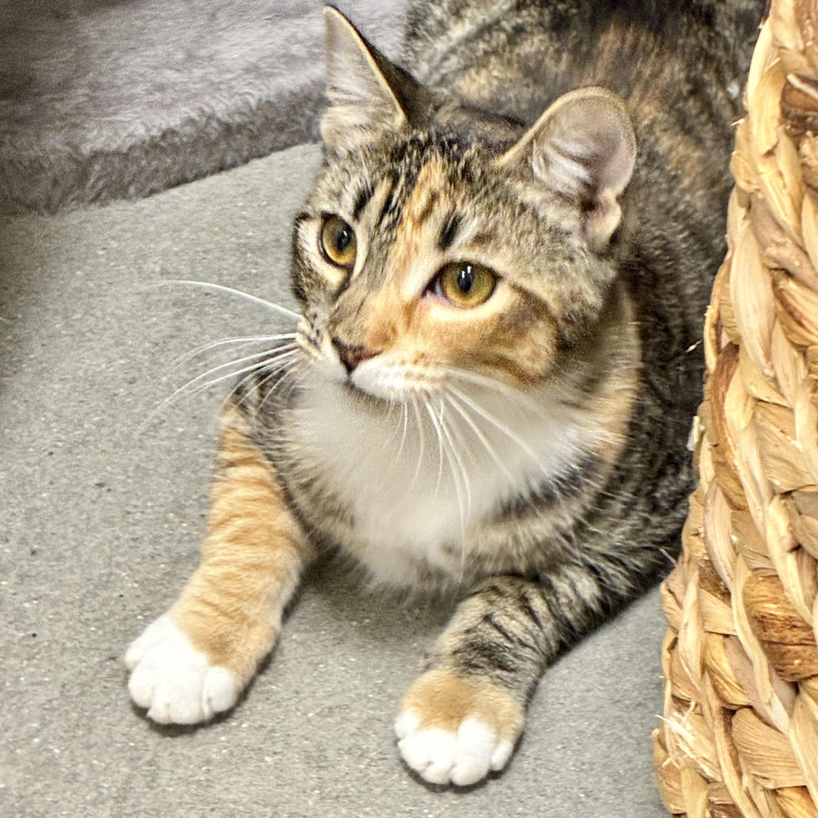 Catalina, ADOPTABLE, Kitten Female Domestic Short Hair.