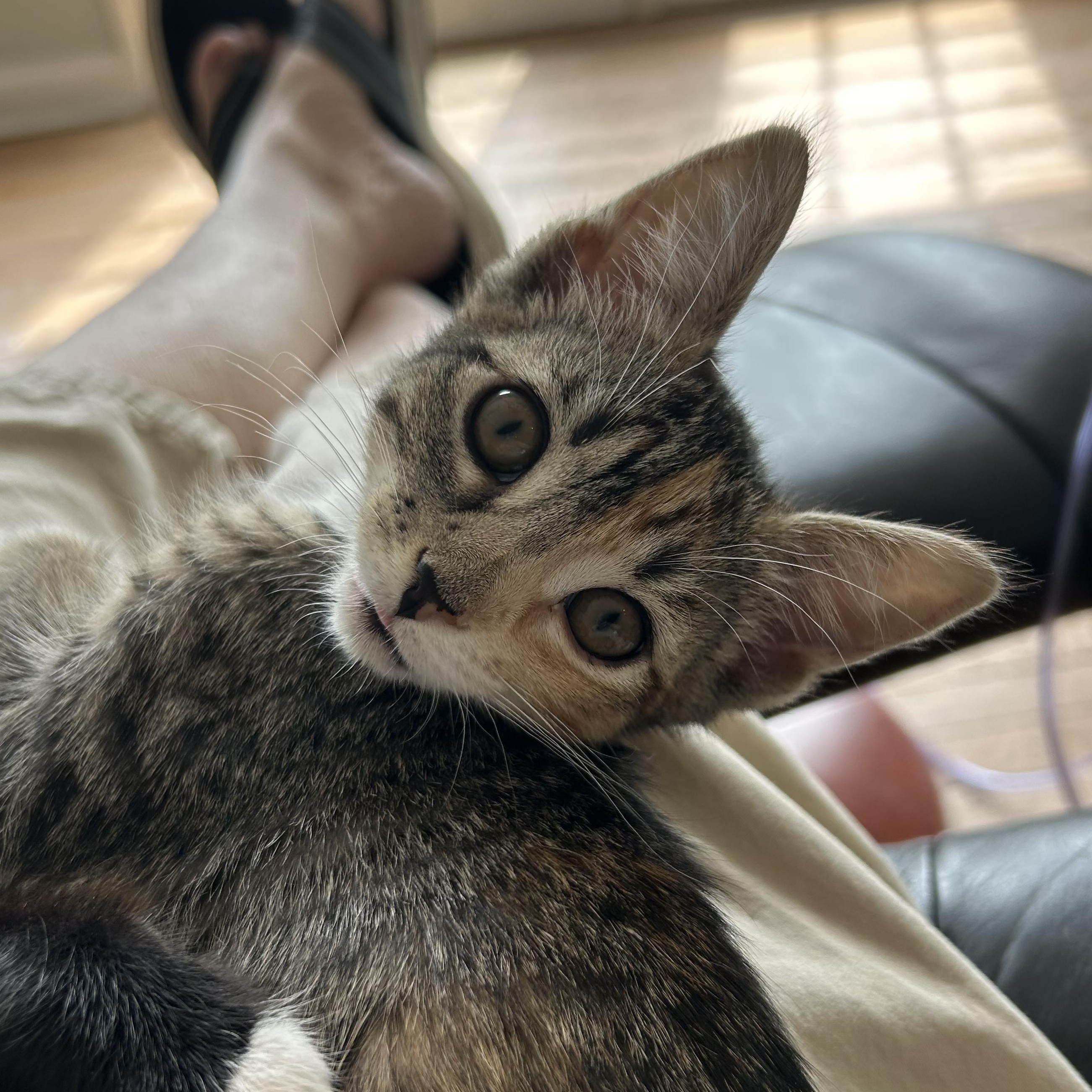 Enlarge Catalina, a ADOPTABLE Domestic Short Hair in Beaufort, SC image 2/6