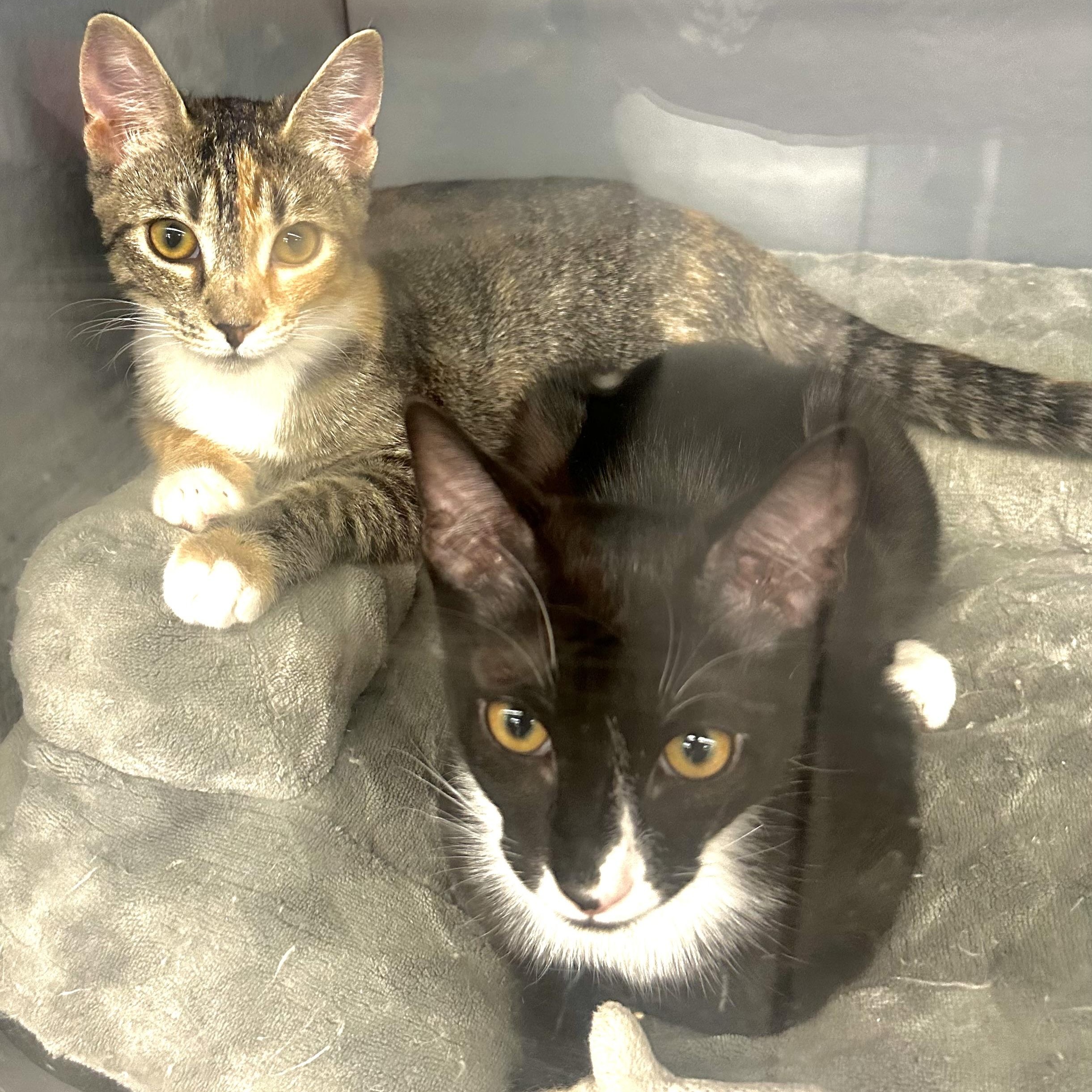 Enlarge Catalina, a ADOPTABLE Domestic Short Hair in Beaufort, SC image 5/6