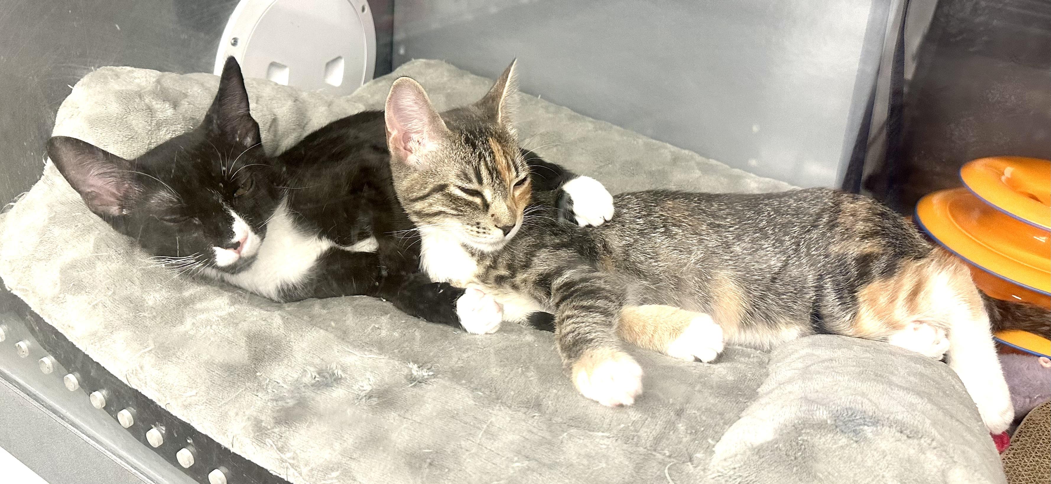 Enlarge Catalina, a ADOPTABLE Domestic Short Hair in Beaufort, SC image 4/6