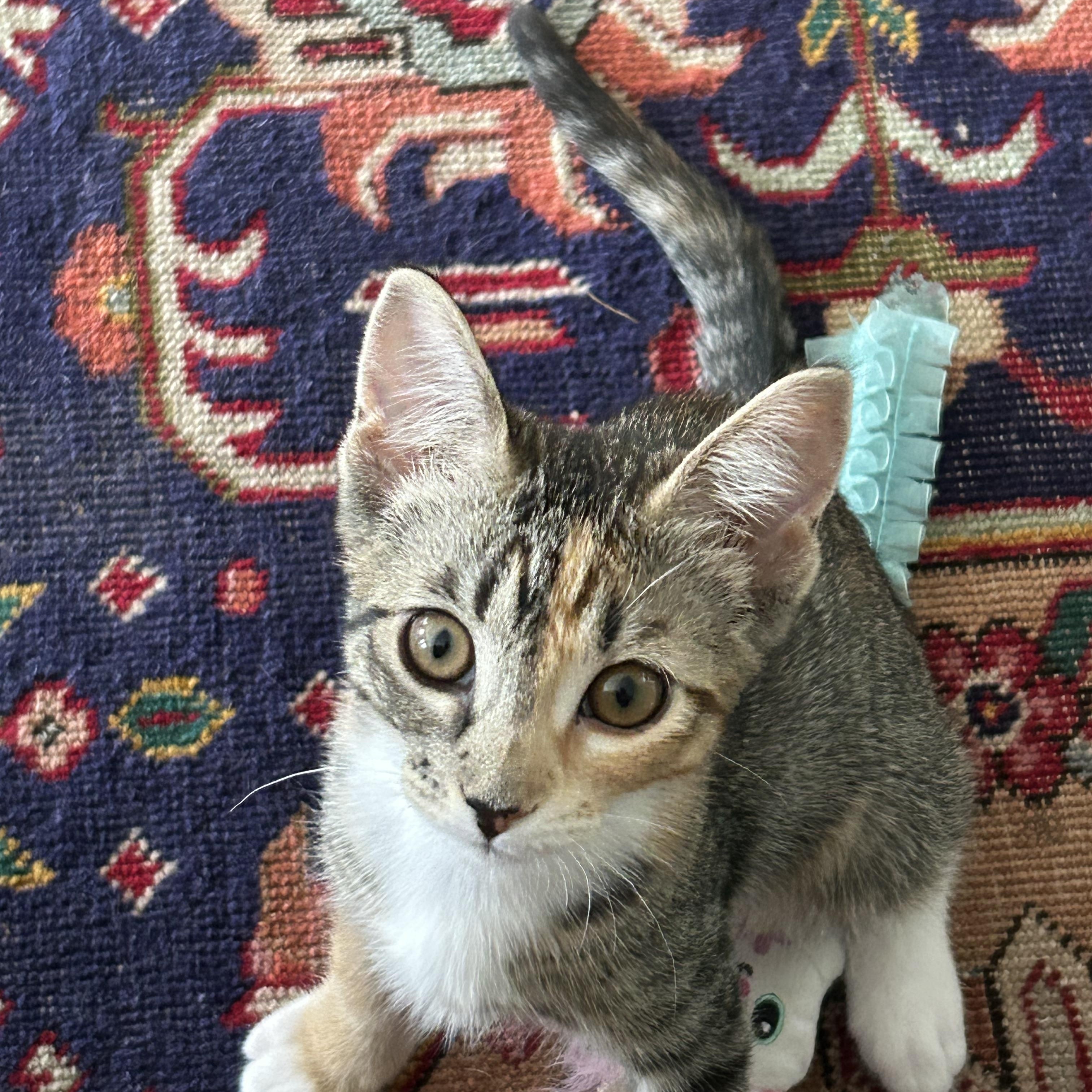 Catalina, ADOPTABLE, Kitten Female Domestic Short Hair.