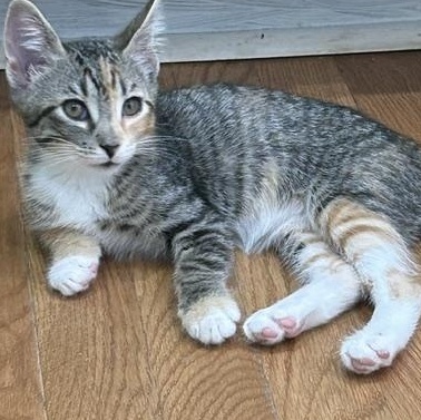 Enlarge Catalina, a ADOPTABLE Domestic Short Hair in Beaufort, SC image 3/6