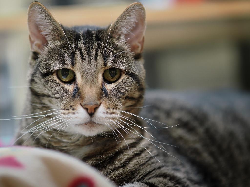 Enlarge Bamboo, a Adoptable mixed breed in Cincinnati, OH image 1/6