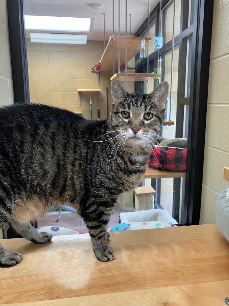 Enlarge Bamboo, a Adoptable mixed breed in Cincinnati, OH image 2/6