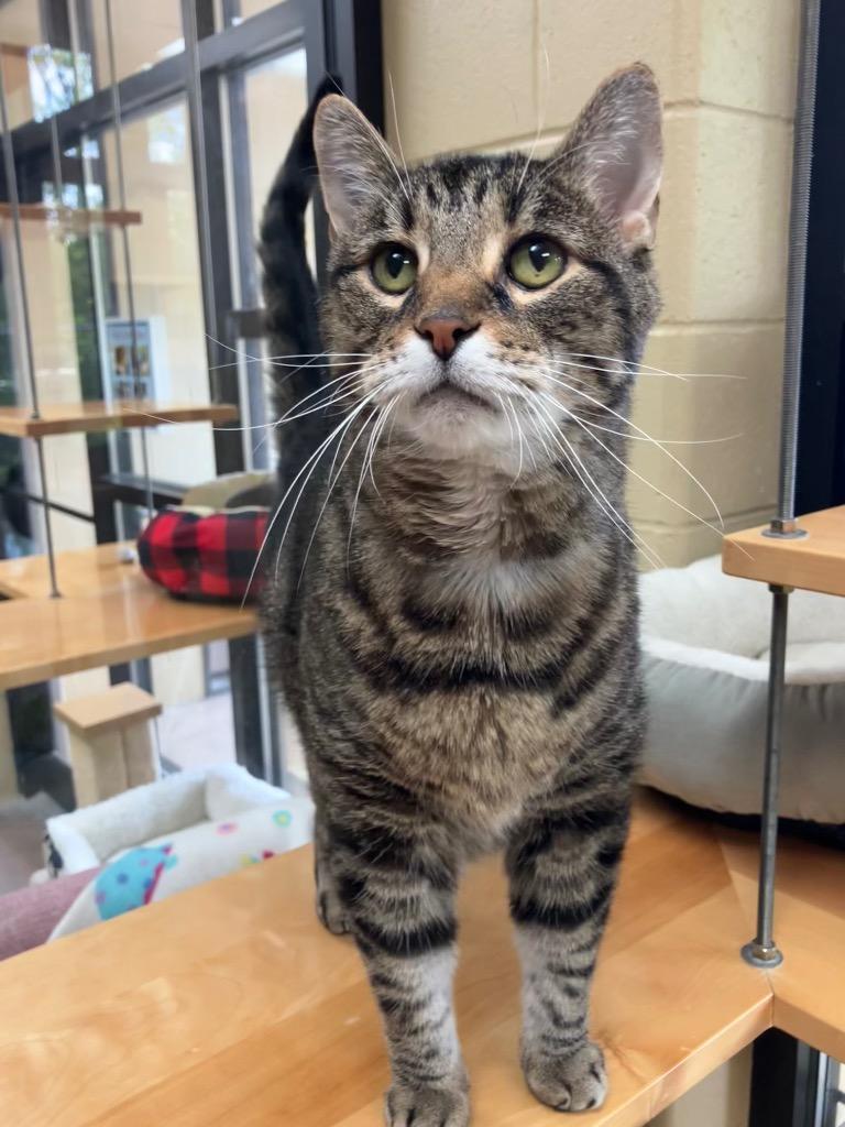 Enlarge Bamboo, a Adoptable mixed breed in Cincinnati, OH image 3/6