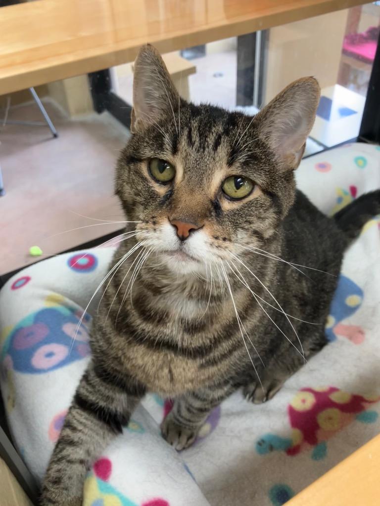 Enlarge Bamboo, a Adoptable mixed breed in Cincinnati, OH image 4/6