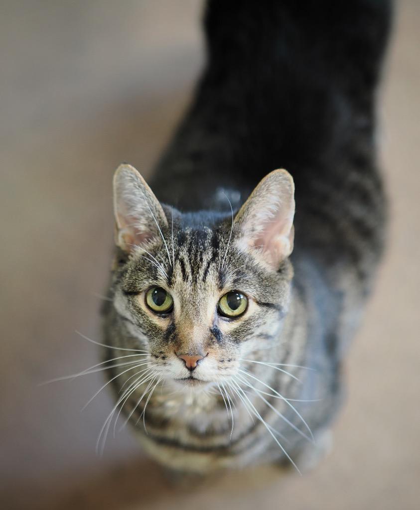 Enlarge Bamboo, a Adoptable mixed breed in Cincinnati, OH image 5/6
