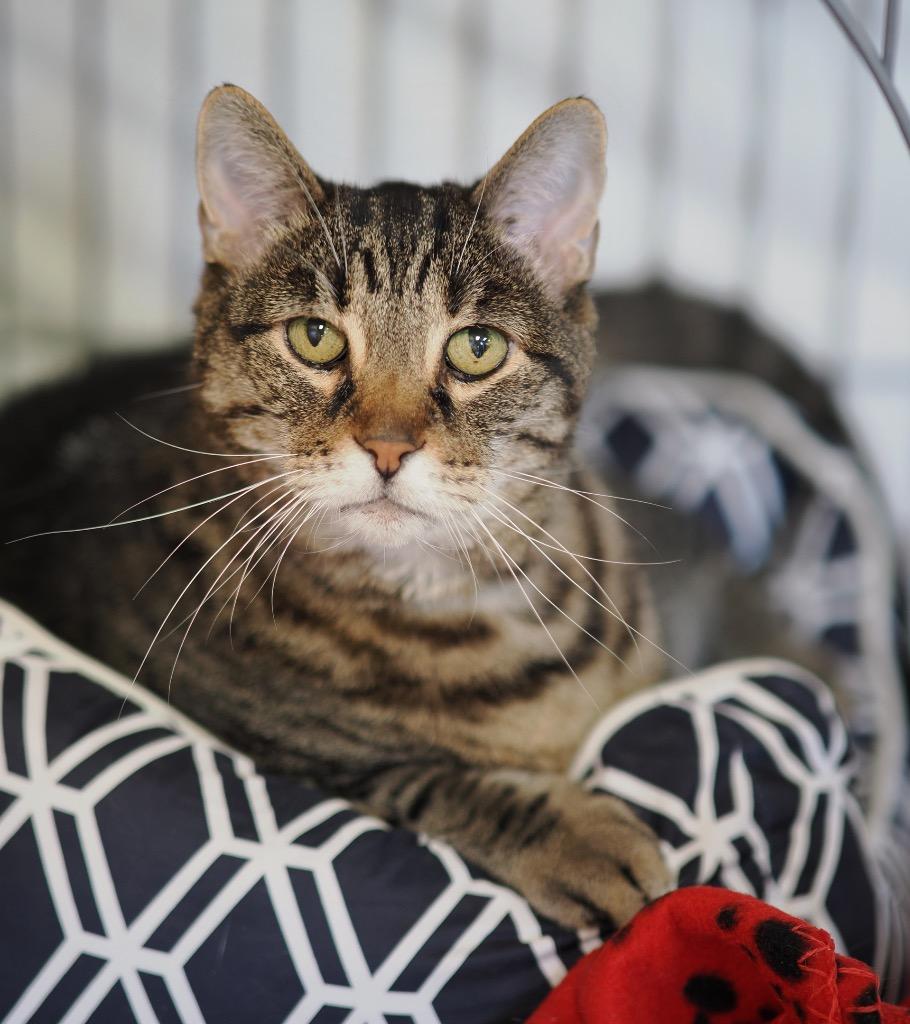 Enlarge Bamboo, a Adoptable mixed breed in Cincinnati, OH image 6/6