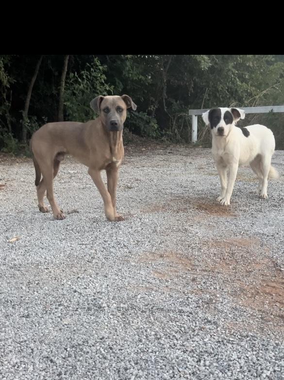 Clyde and Bonnie