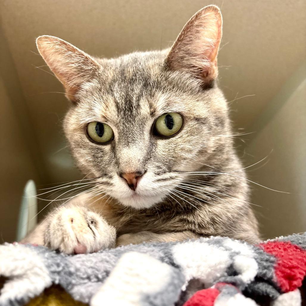 Clementine, Adoptable, Adult Female Domestic Short Hair.